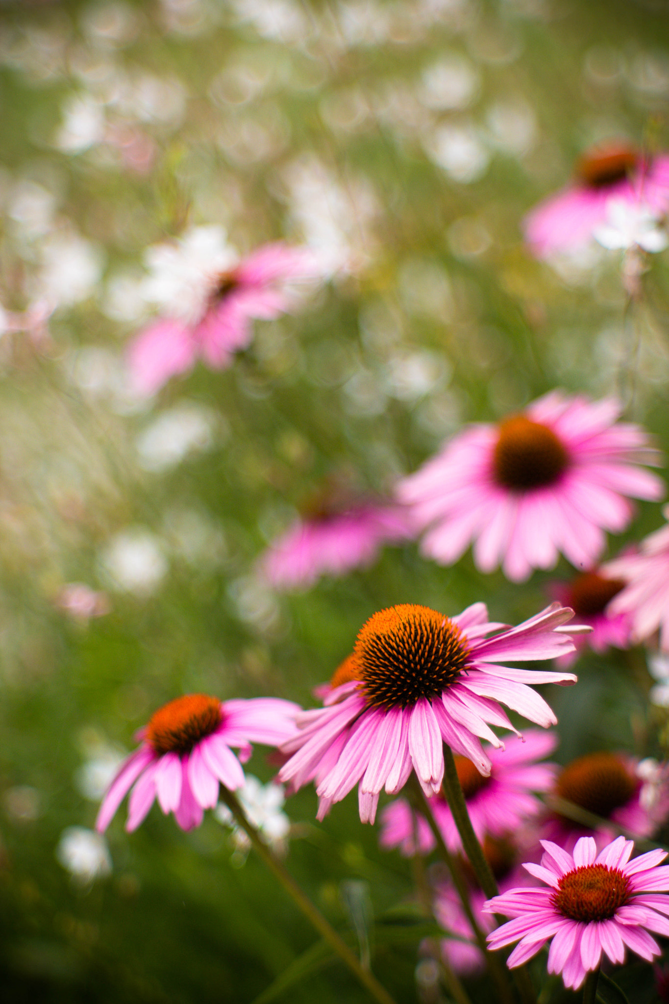 Canon EF 35-80mm f/4-5.6 sample photo