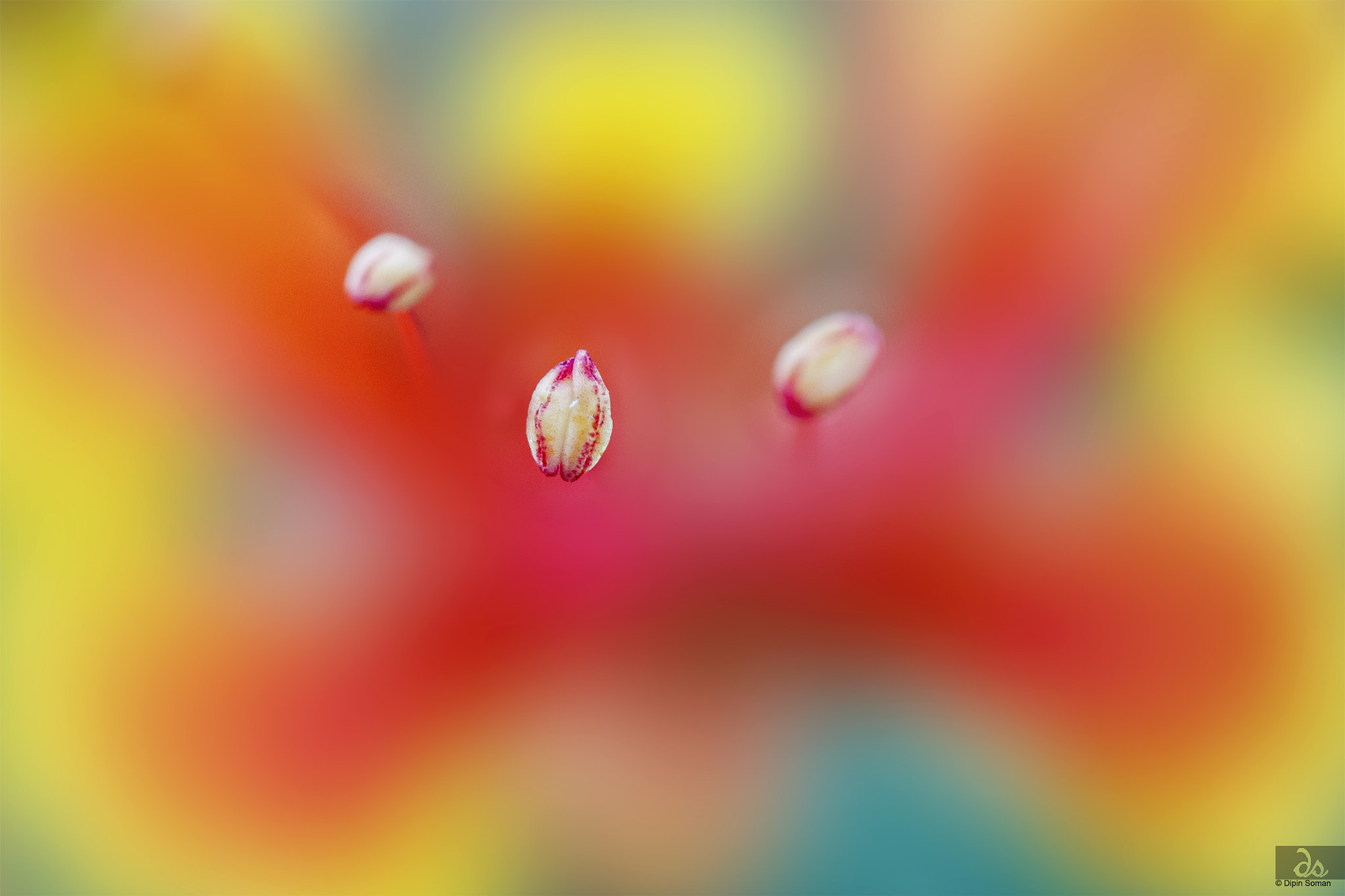 Sigma 105mm F2.8 EX DG OS HSM sample photo. Anther photography