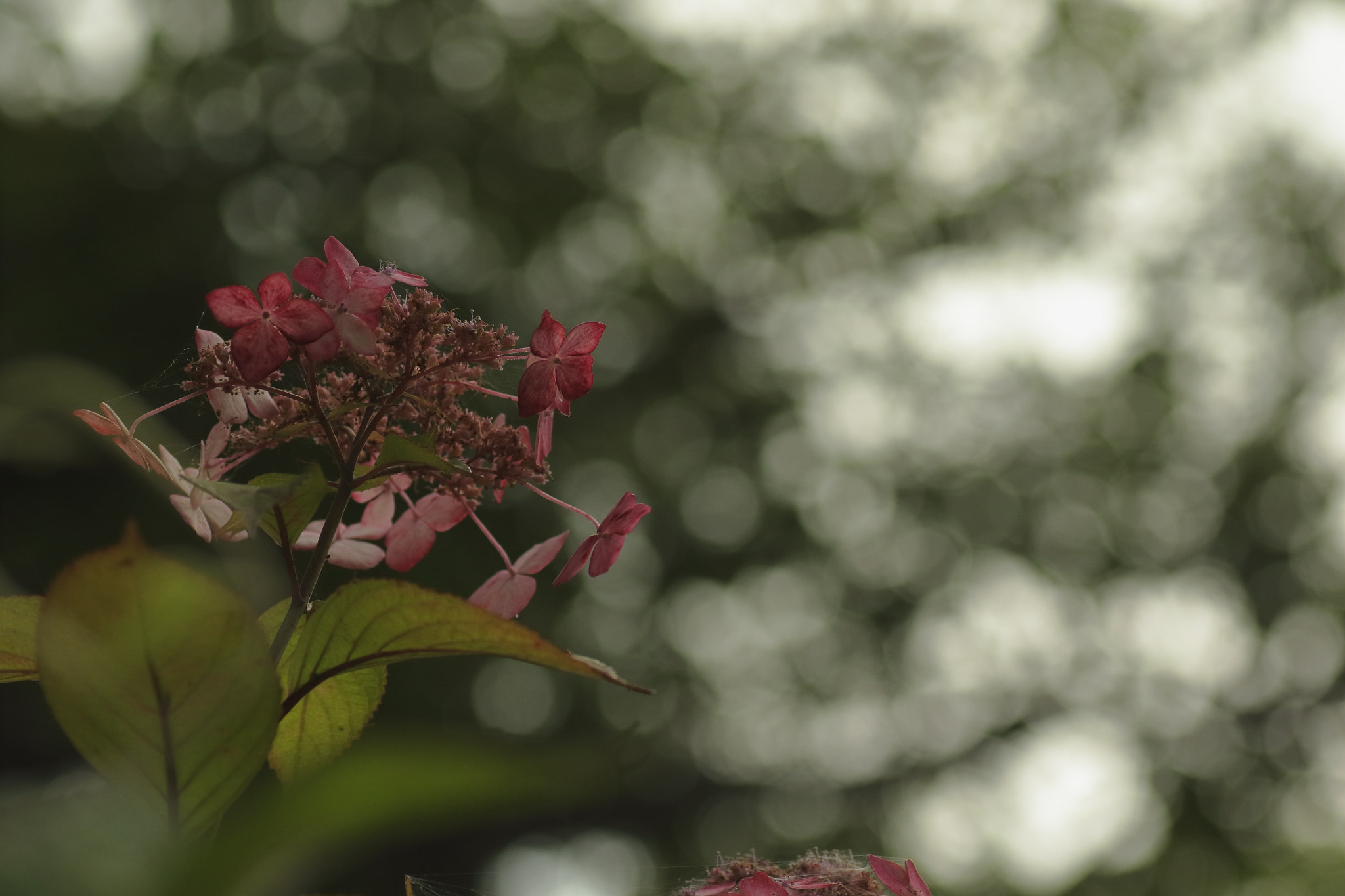 Canon EOS 7D Mark II + Tamron SP AF 90mm F2.8 Di Macro sample photo. ...光り降る時。 photography