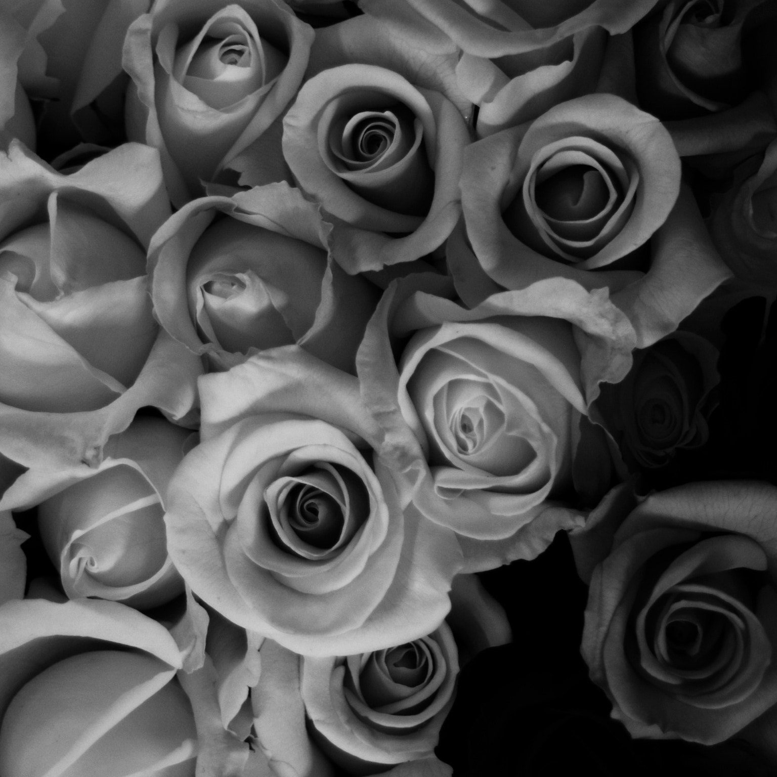 Canon EF-M 18-55mm F3.5-5.6 IS STM sample photo. Black roses photography