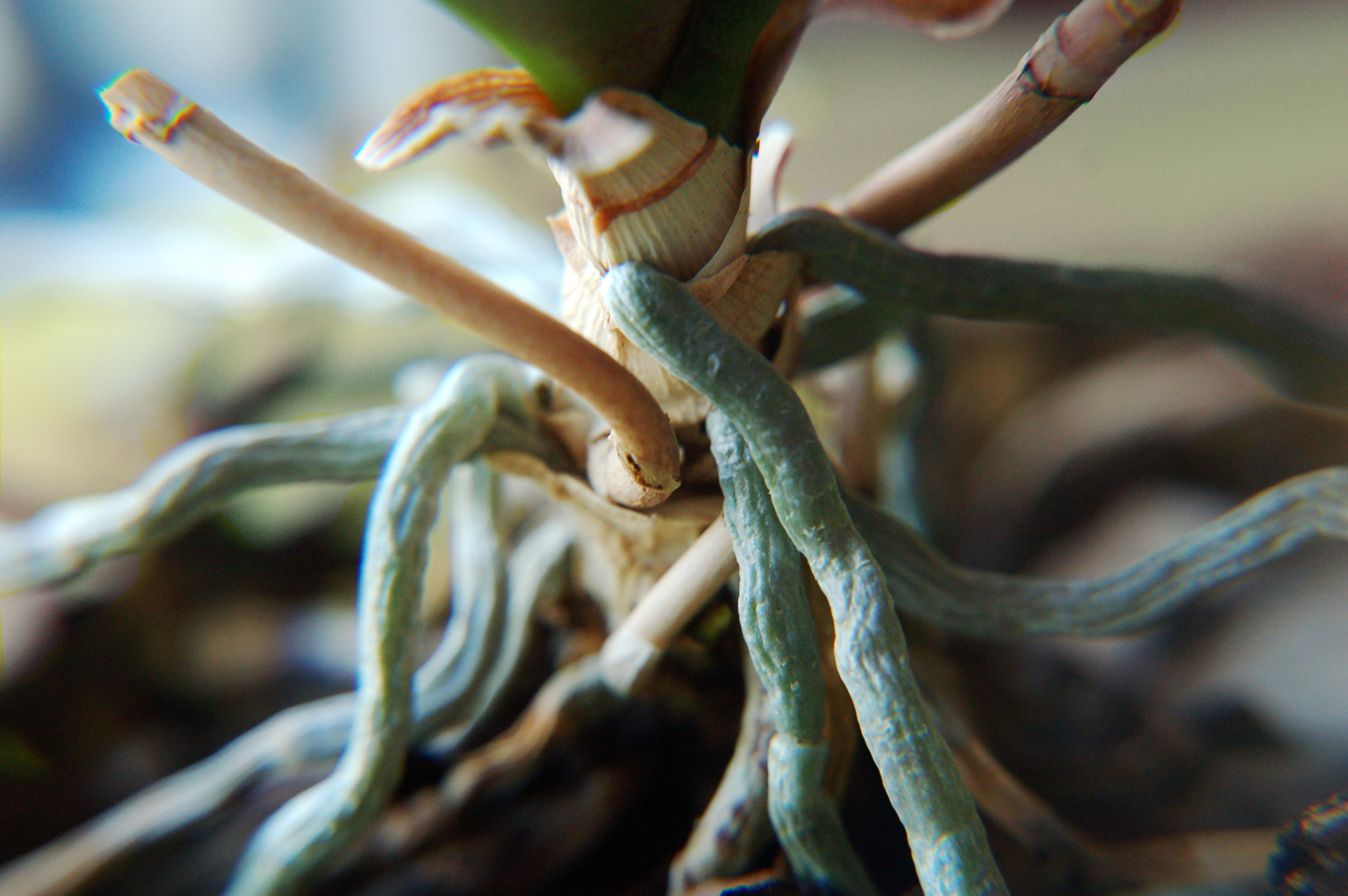 Nikon D50 sample photo. 9995 photography