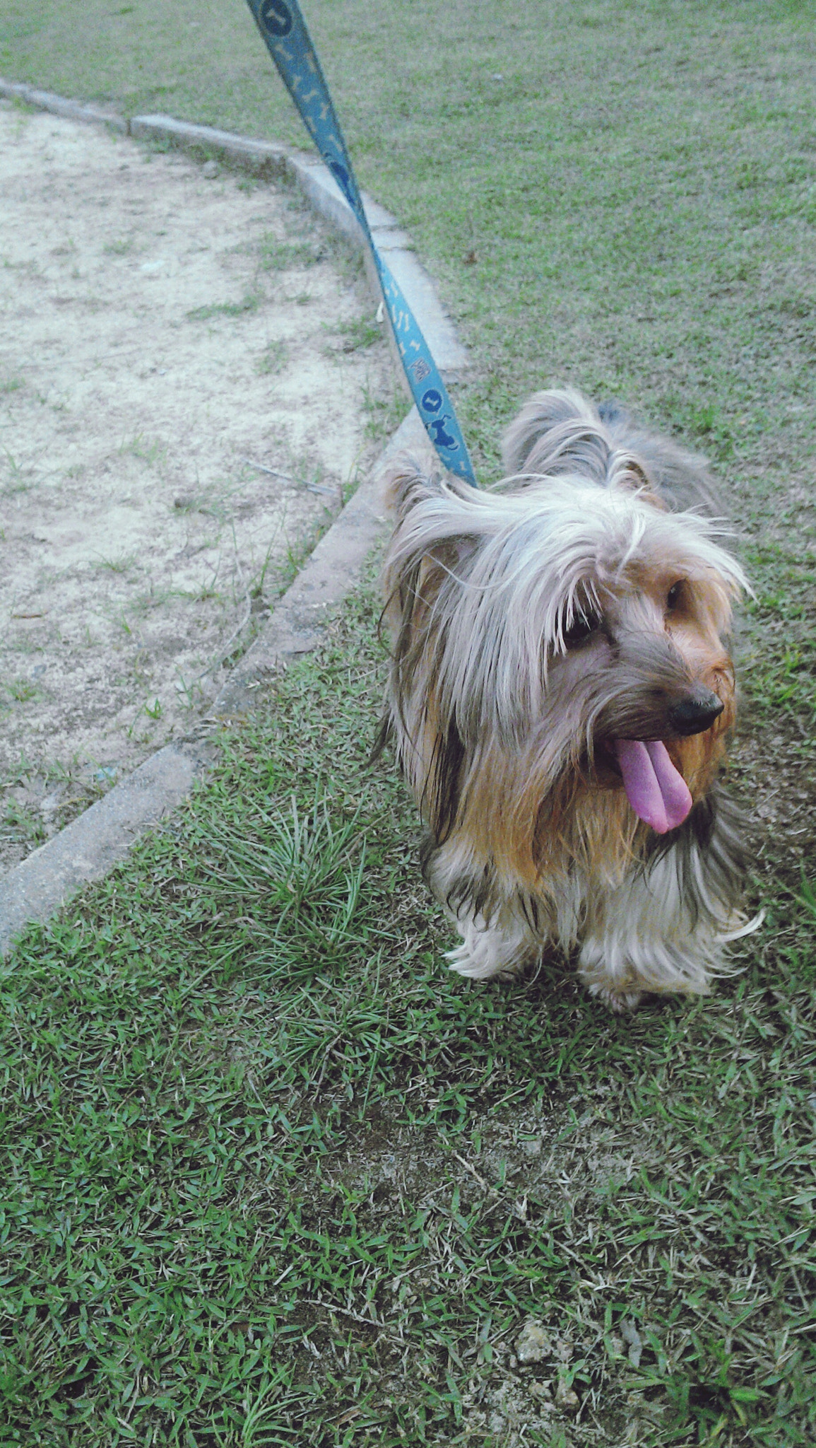 Motorola RAZR i sample photo. Yorkshire terrier photography