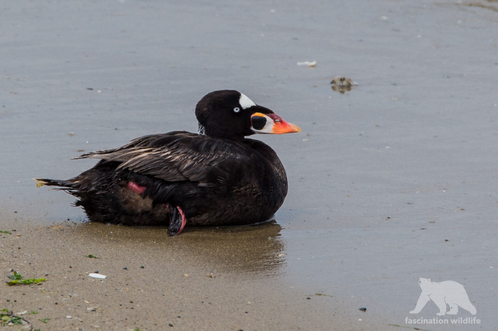 Sigma 150-600mm F5-6.3 DG OS HSM | S sample photo. Surf scoter photography