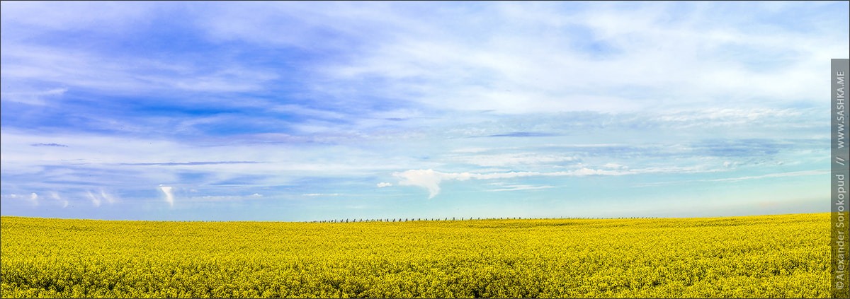 Sony a99 II + Minolta AF 100mm F2.8 Macro [New] sample photo. Beautiful wide panoramic view of colza field photography