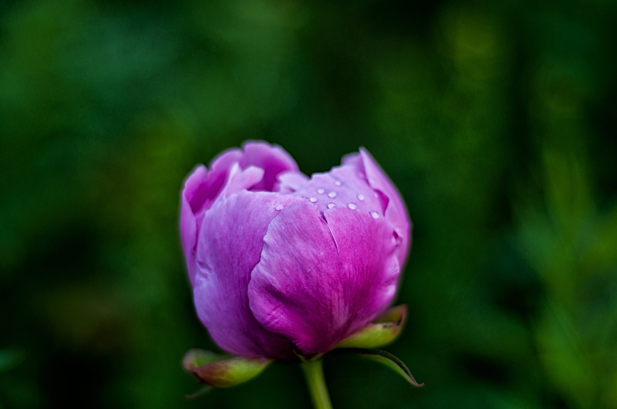Nikon D5000 + Nikon AF Nikkor 50mm F1.8D sample photo. New beauty photography