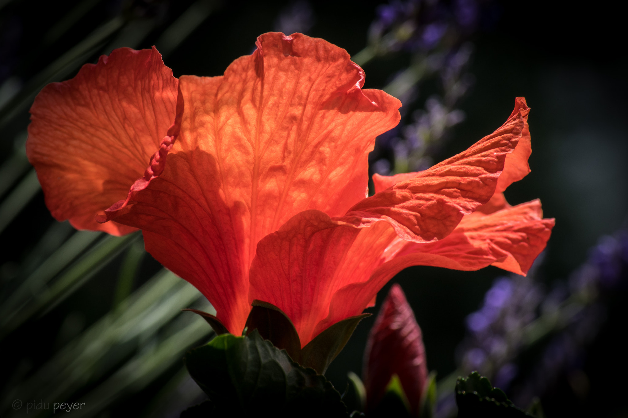 Nikon D5 sample photo. Hibiscus showing her leaves photography