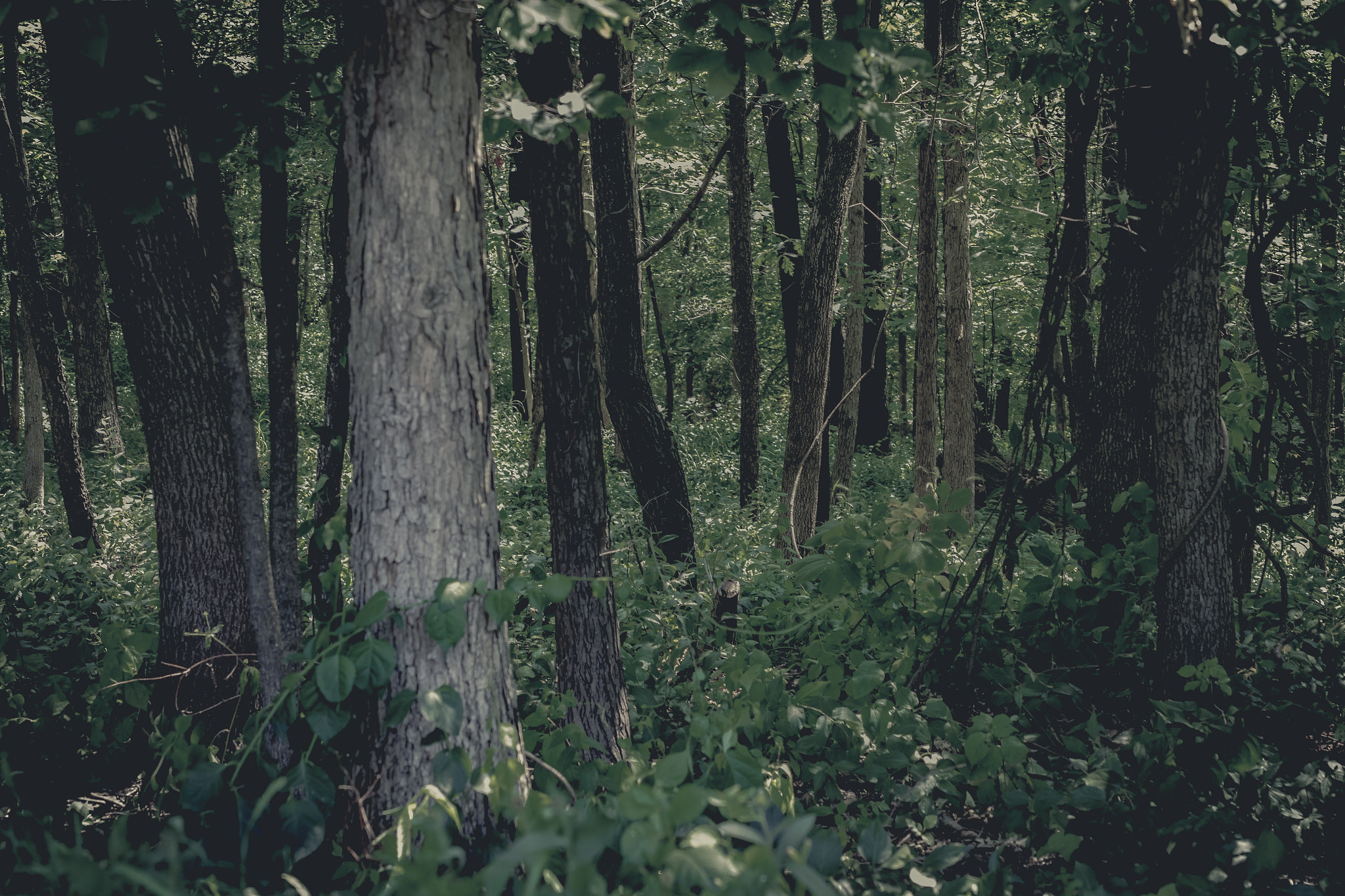 Canon EF 400mm f/2.8L sample photo. Lost photography