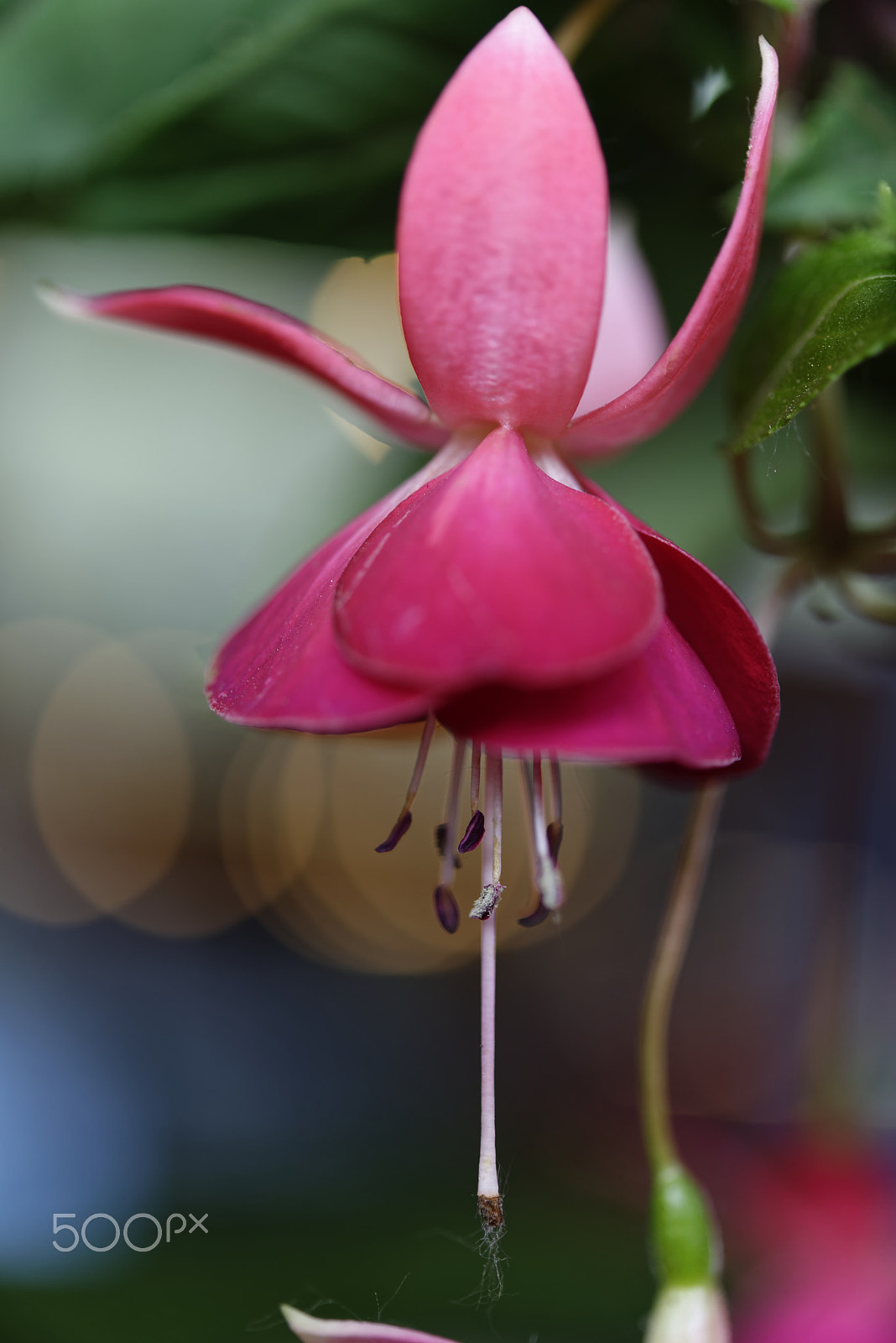 Nikon AF-S Micro-Nikkor 60mm F2.8G ED sample photo. Garden flower photography