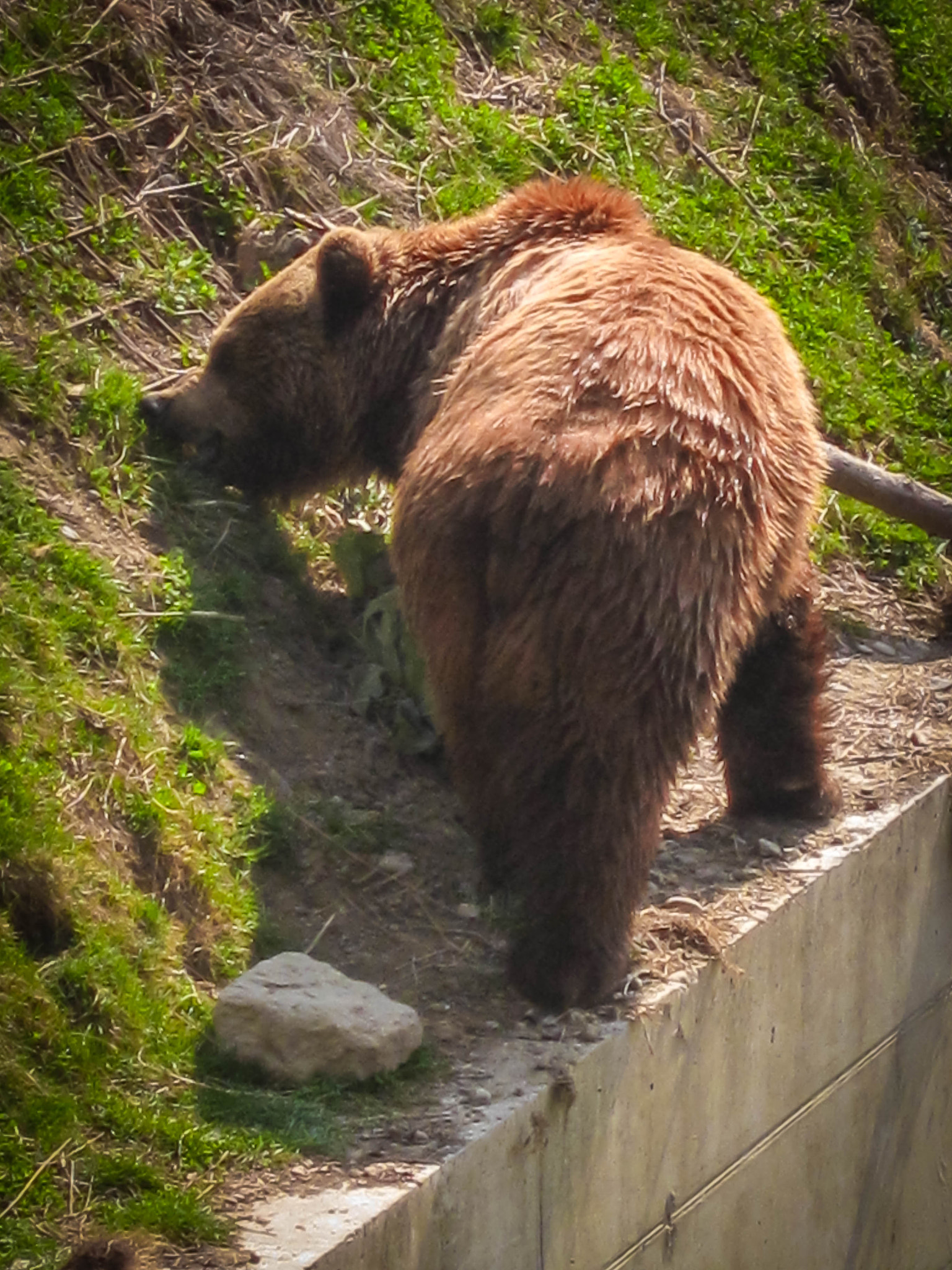 Canon PowerShot SD790 IS (Digital IXUS 90 IS / IXY Digital 95 IS) sample photo. Bern (swiss) - bear photography