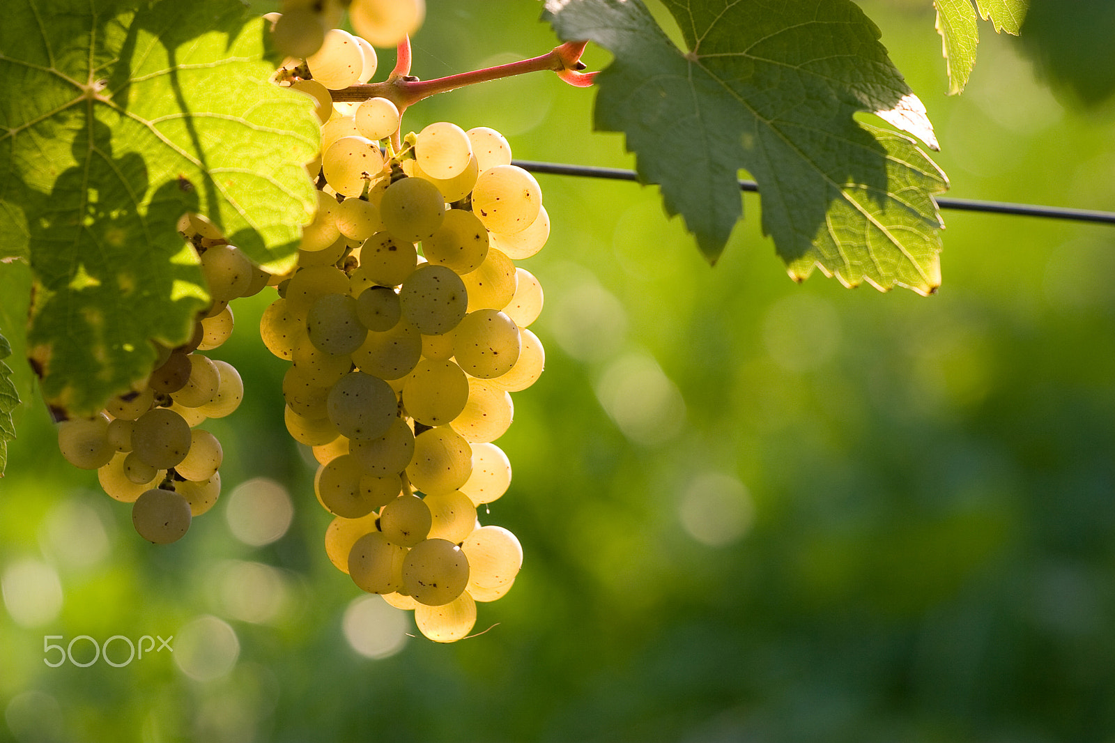 Canon EOS 30D + Canon EF 70-200mm F4L USM sample photo. Ripening grape photography