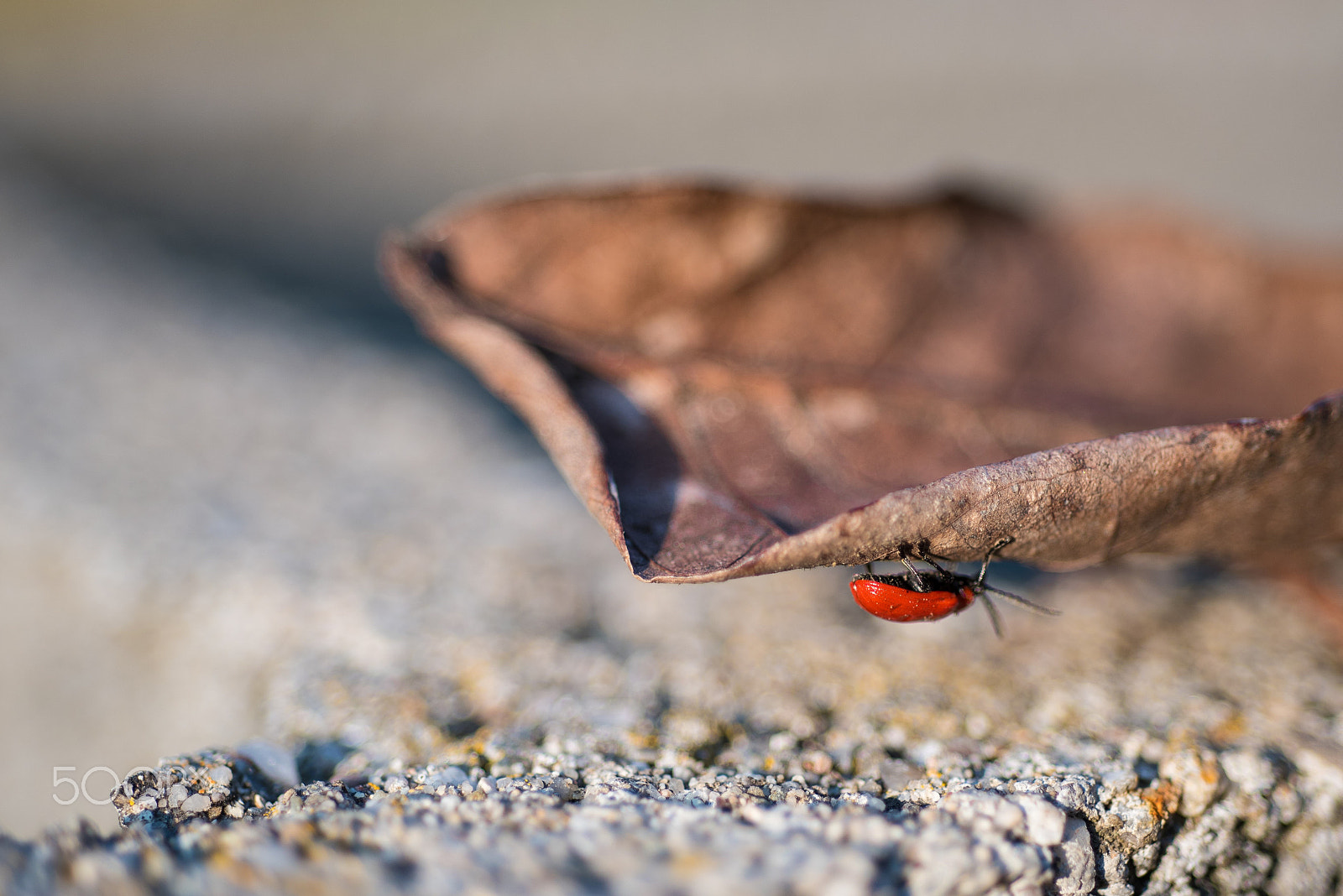 Nikon AF Micro-Nikkor 60mm F2.8D sample photo. Under the leaf.jpg photography