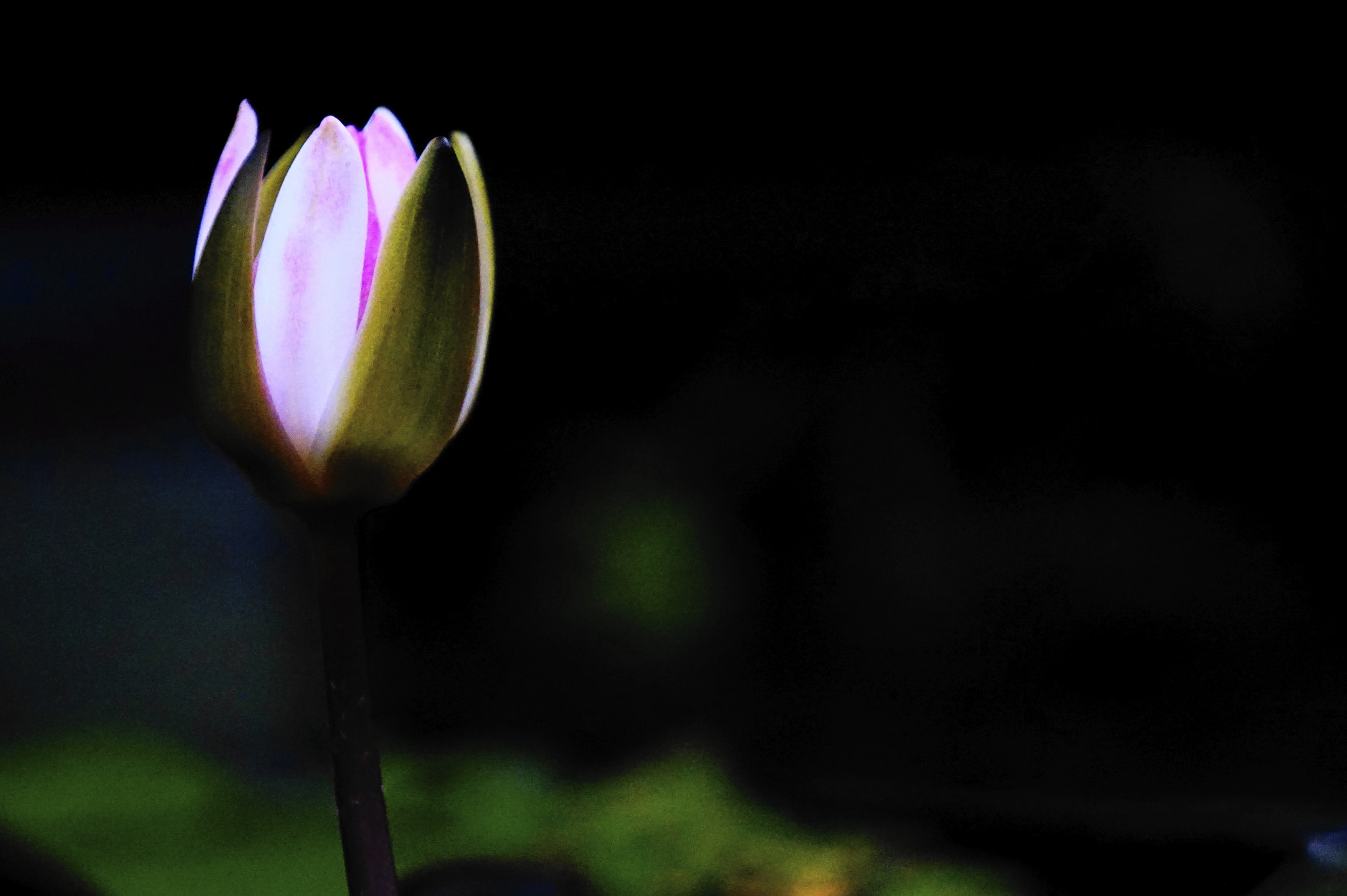 Sony E 55-210mm F4.5-6.3 OSS sample photo. 睡蓮。 photography