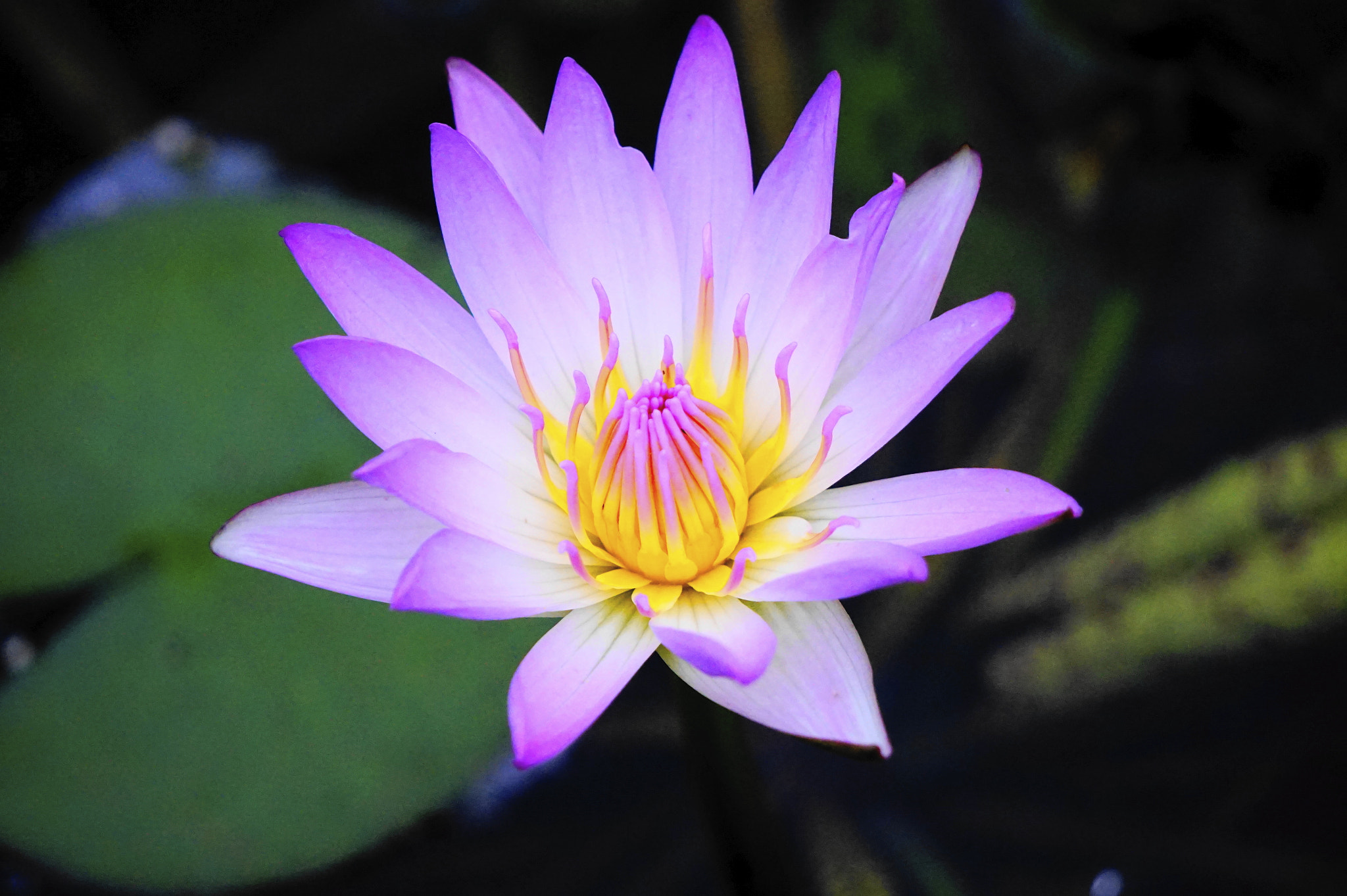 Sony FE 24-240mm F3.5-6.3 OSS sample photo. 睡蓮。 photography