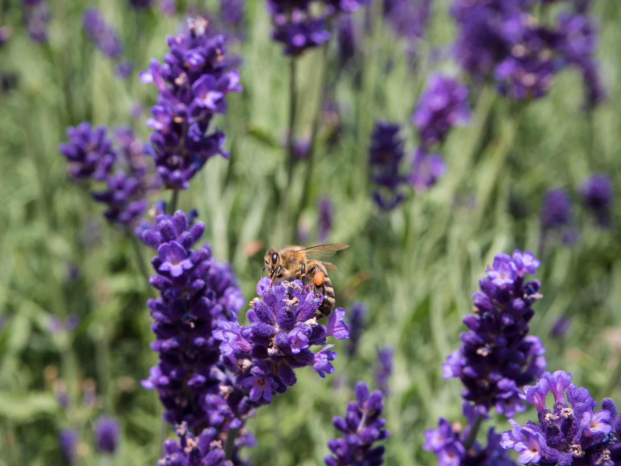 Olympus M.Zuiko Digital ED 14-42mm F3.5-5.6 EZ sample photo. Busy bee photography