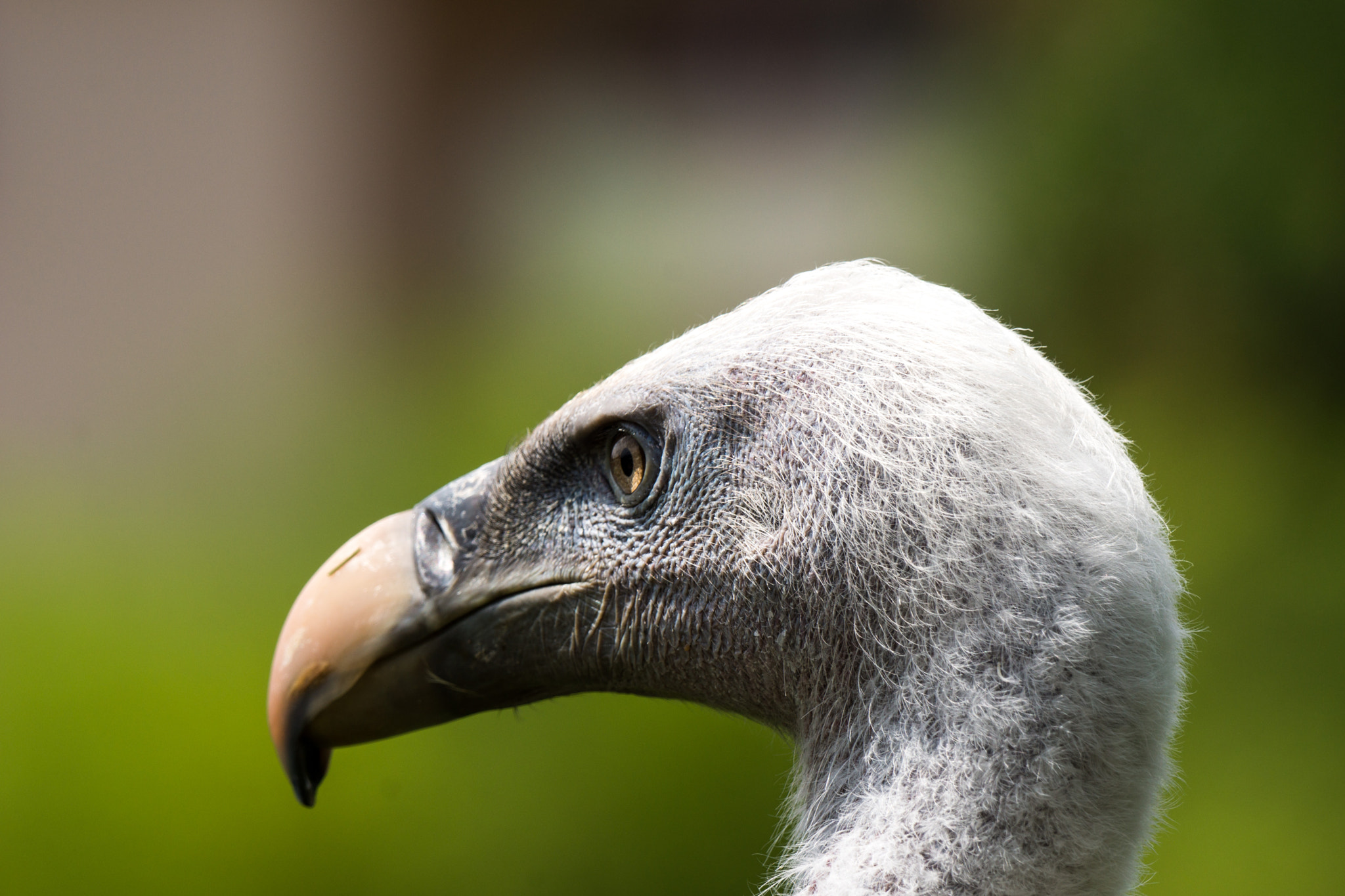 Sony 70-400mm F4-5.6 G SSM II sample photo. Sperbergeier photography