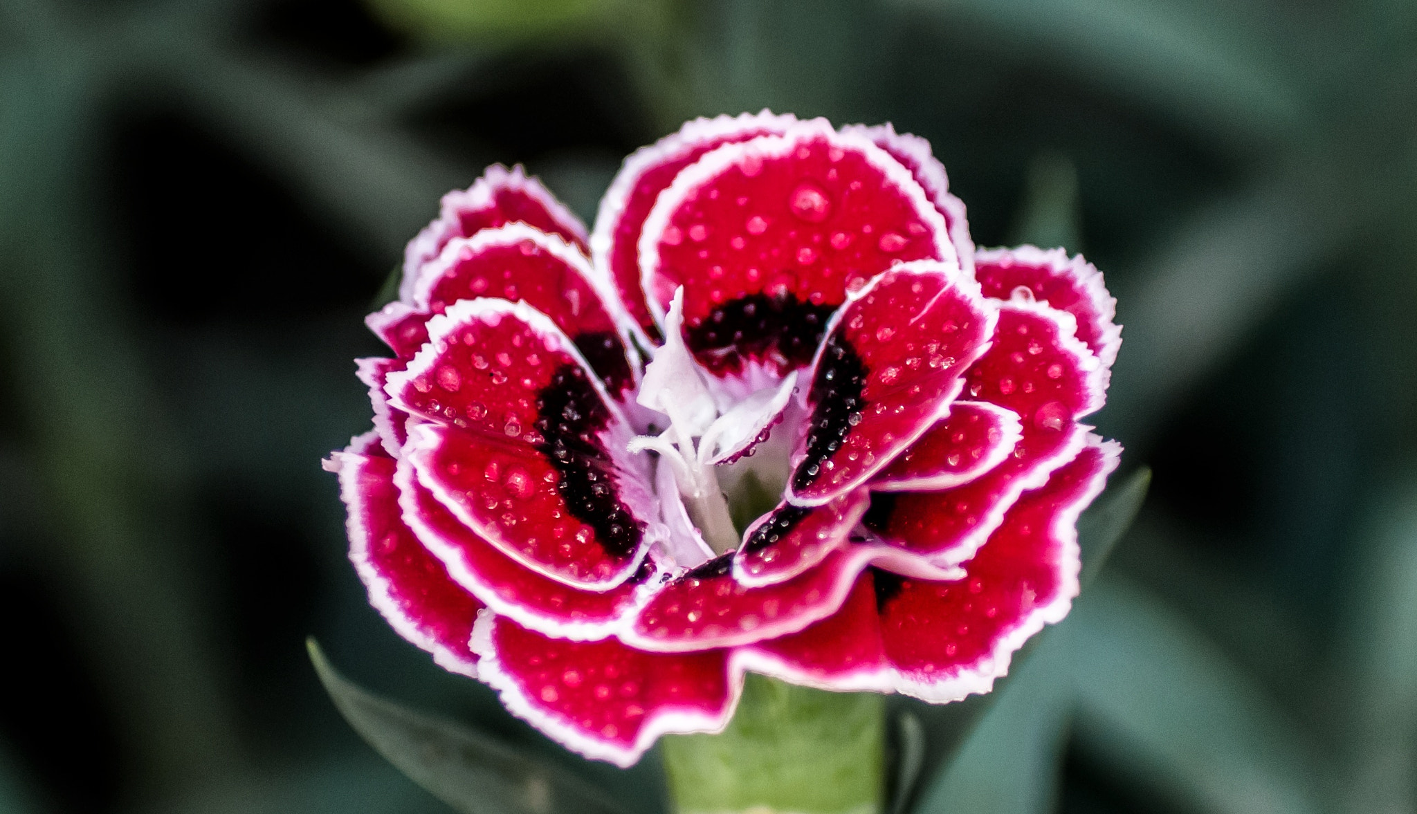 Nikon D300S sample photo. Mis flores photography