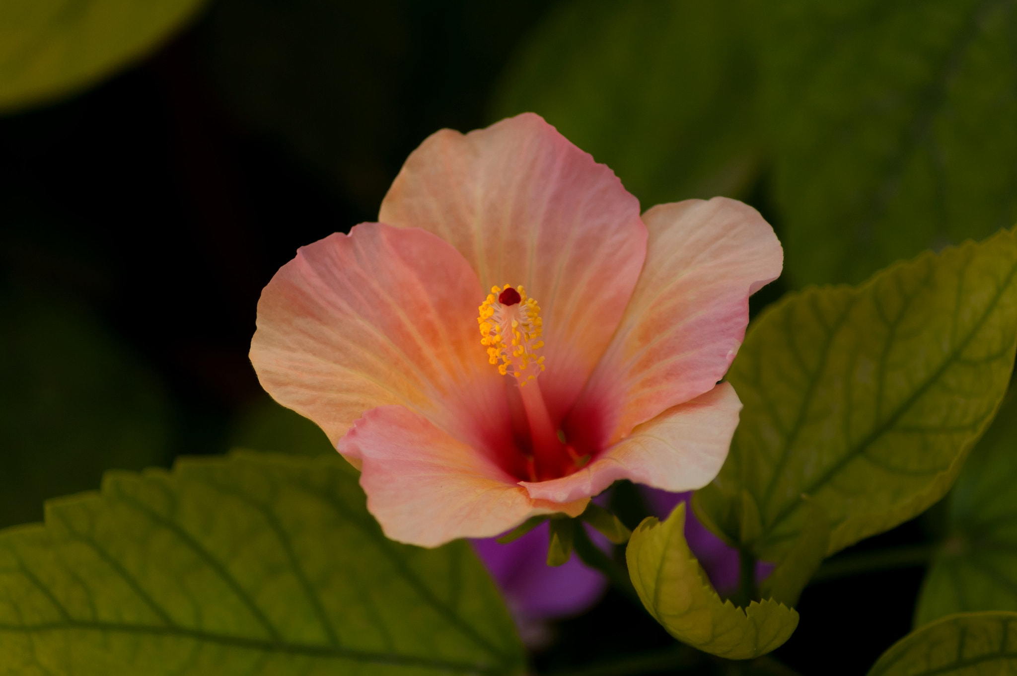 Nikon D300S sample photo. Mis flores photography