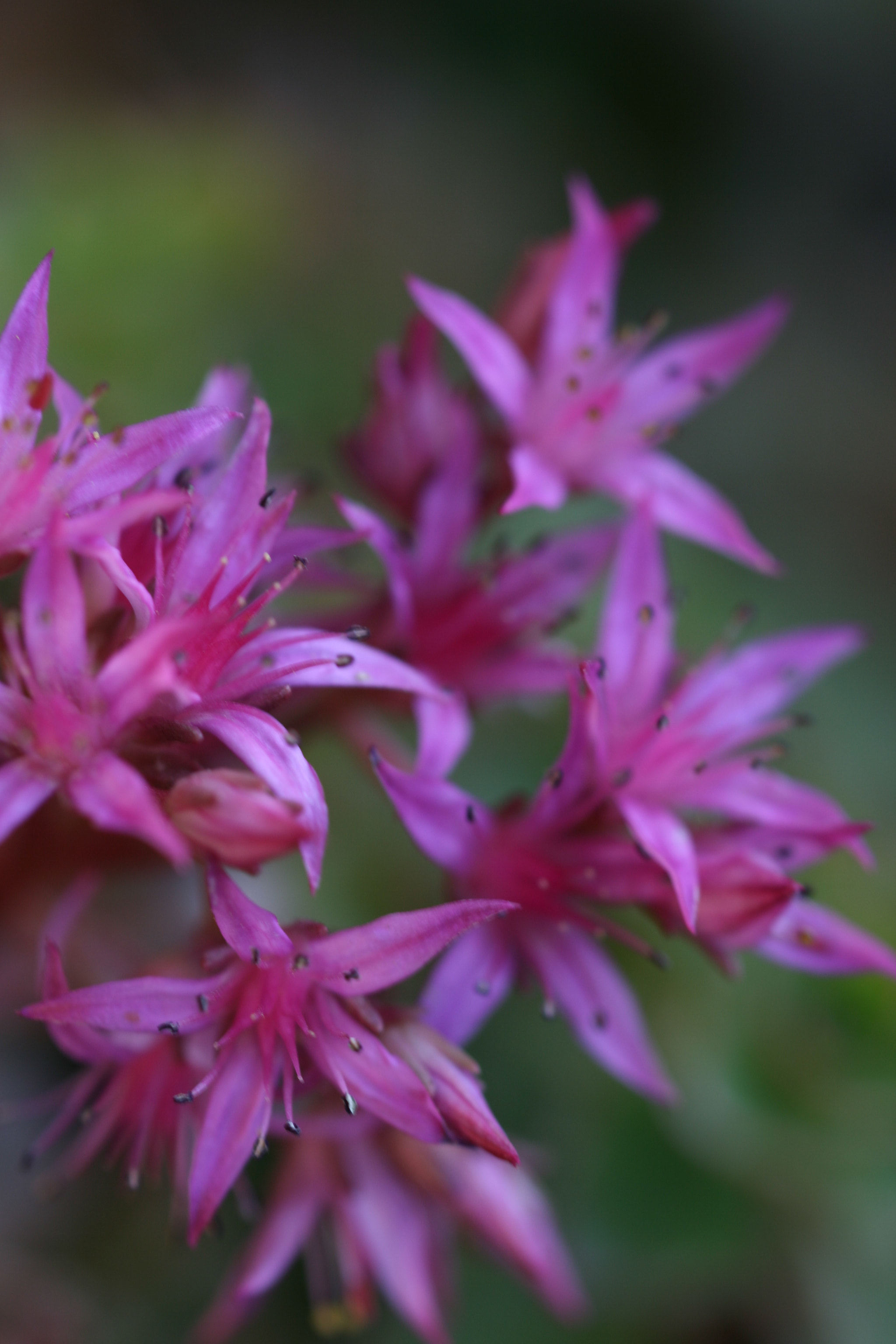 Canon EOS 400D (EOS Digital Rebel XTi / EOS Kiss Digital X) + Canon EF 100mm F2.8L Macro IS USM sample photo. Pink flower in forest... photography