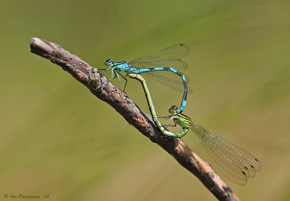 Sigma 150mm F2.8 EX DG OS Macro HSM sample photo. Making new damselflies photography