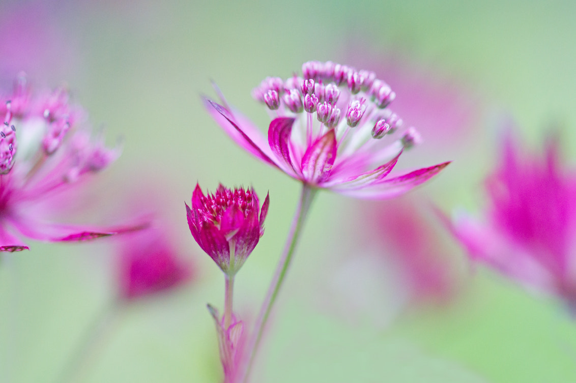 Sony Alpha DSLR-A550 + Sony 100mm F2.8 Macro sample photo. Dancing around photography