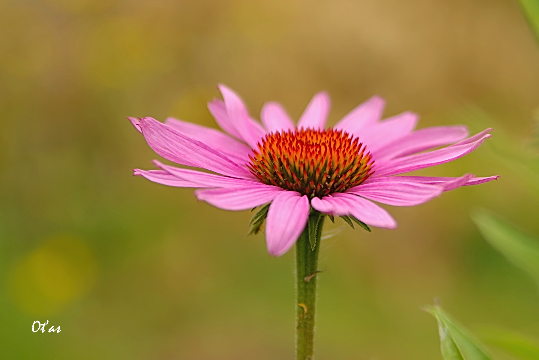 Pentax K-1 sample photo. Flower photography