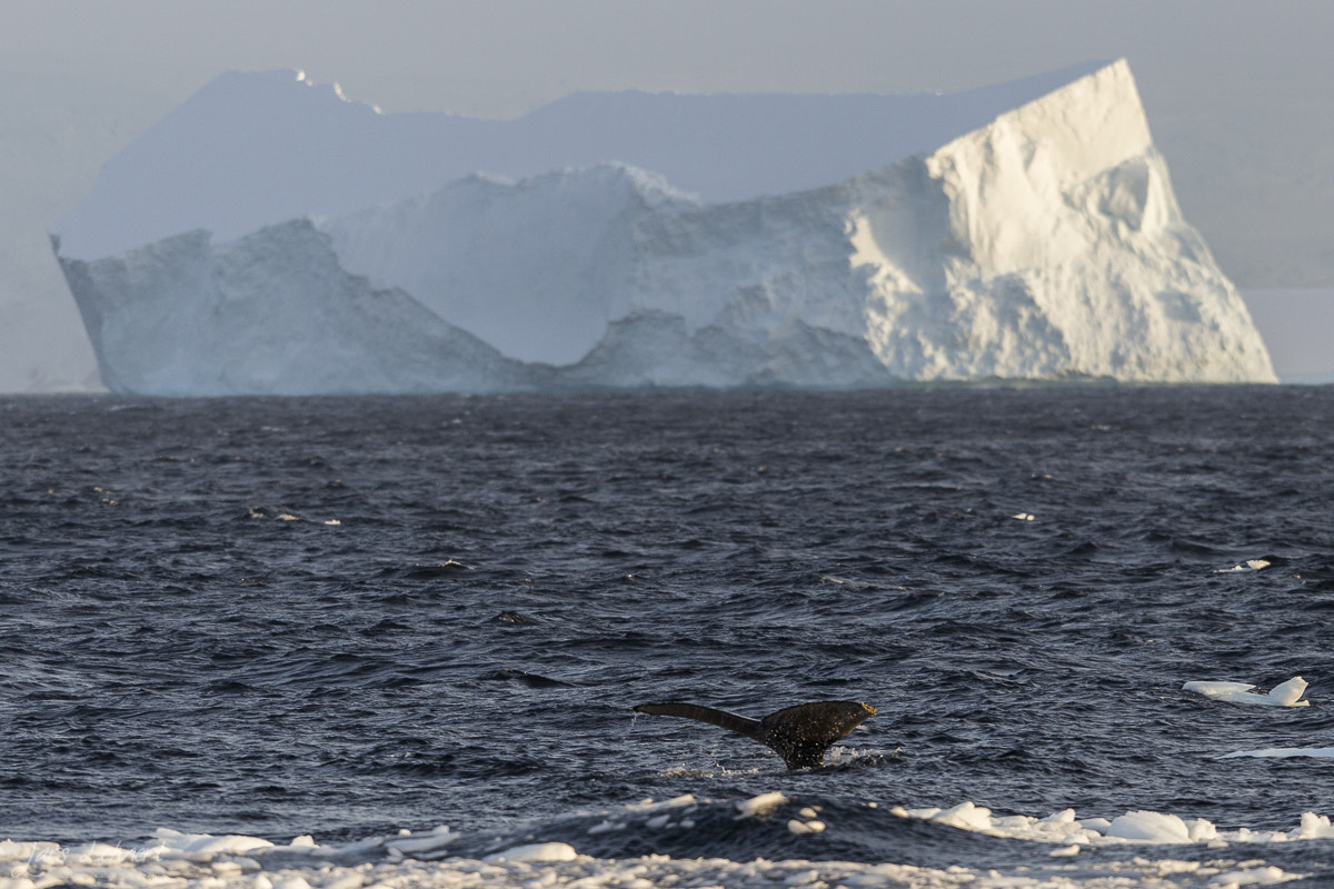 Canon EOS 6D + Canon EF 400mm F2.8L IS USM sample photo. Ll photography