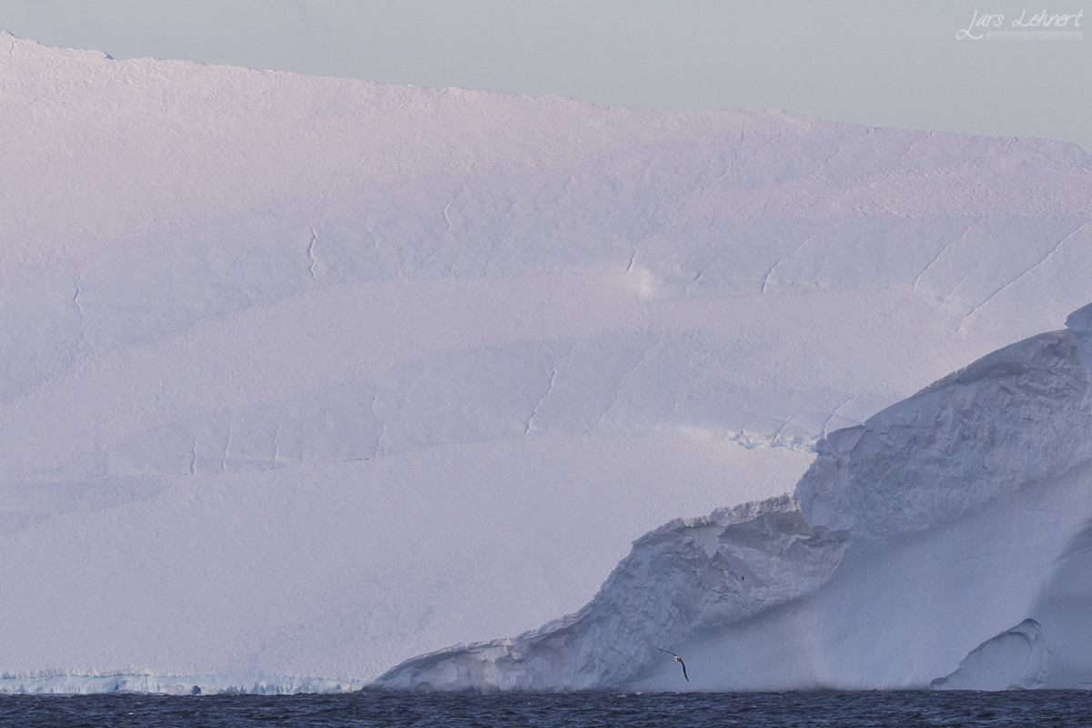 Canon EOS 6D + Canon EF 400mm F2.8L IS USM sample photo. Ll photography