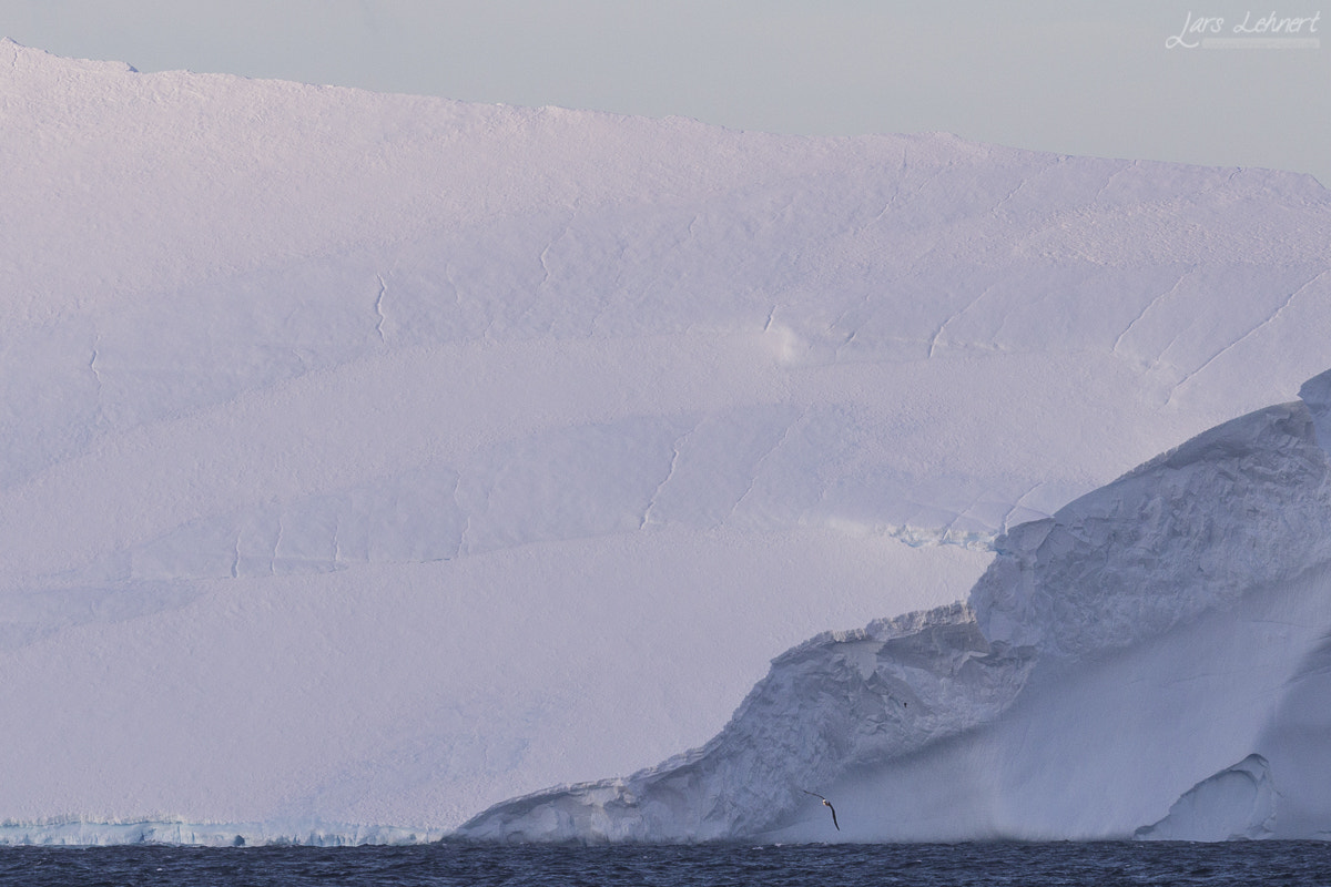 Canon EOS 6D + Canon EF 400mm F2.8L IS USM sample photo. Ll photography