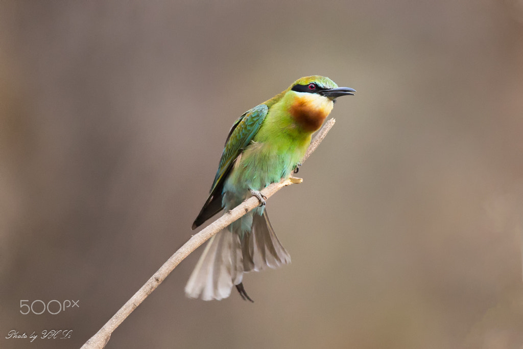 150-600mm F5-6.3 DG OS HSM | Sports 014 sample photo. Blue-tailed bee-eater photography