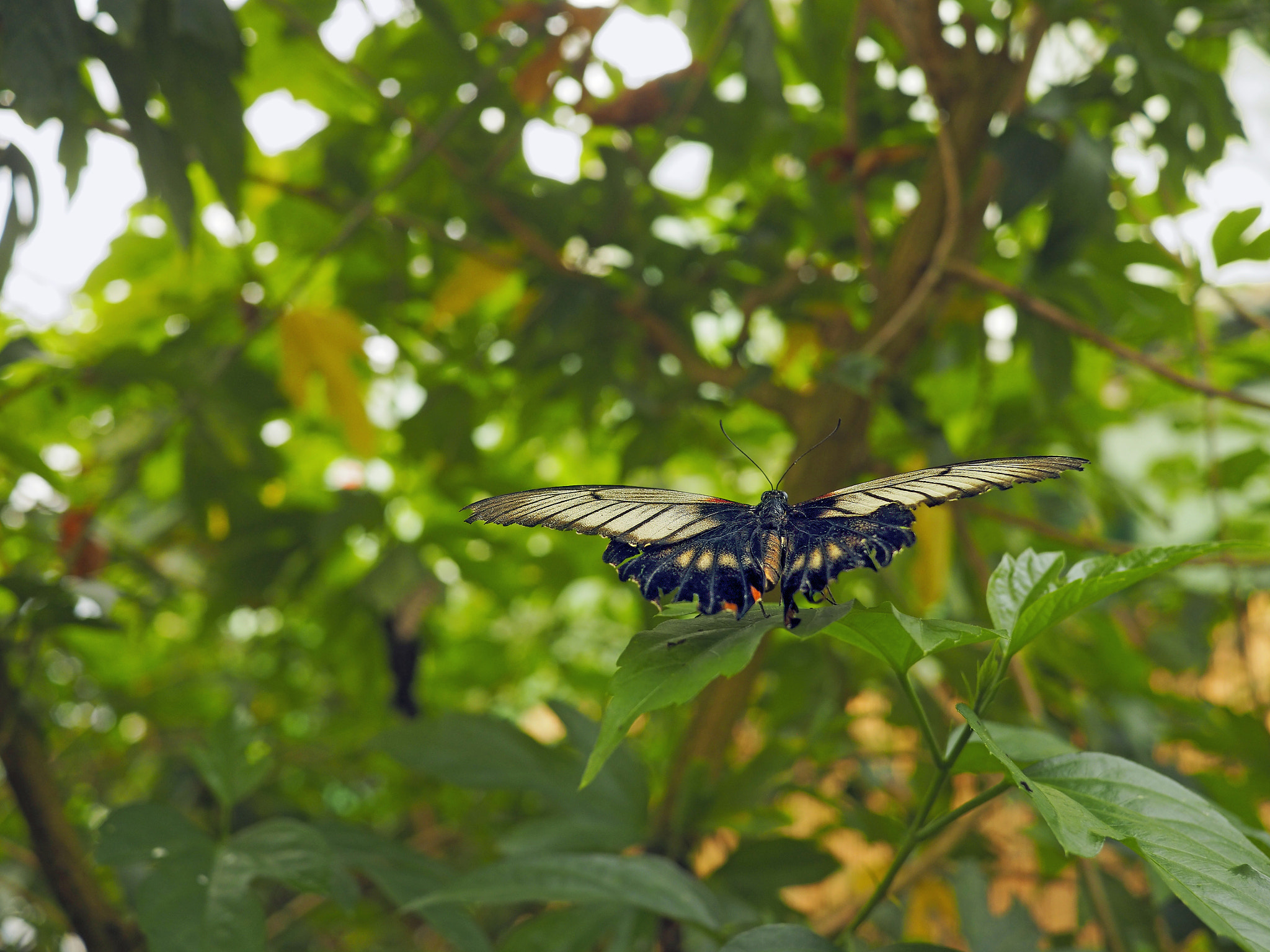 Olympus OM-D E-M5 II + Panasonic Lumix G 20mm F1.7 ASPH sample photo. Papillon photography