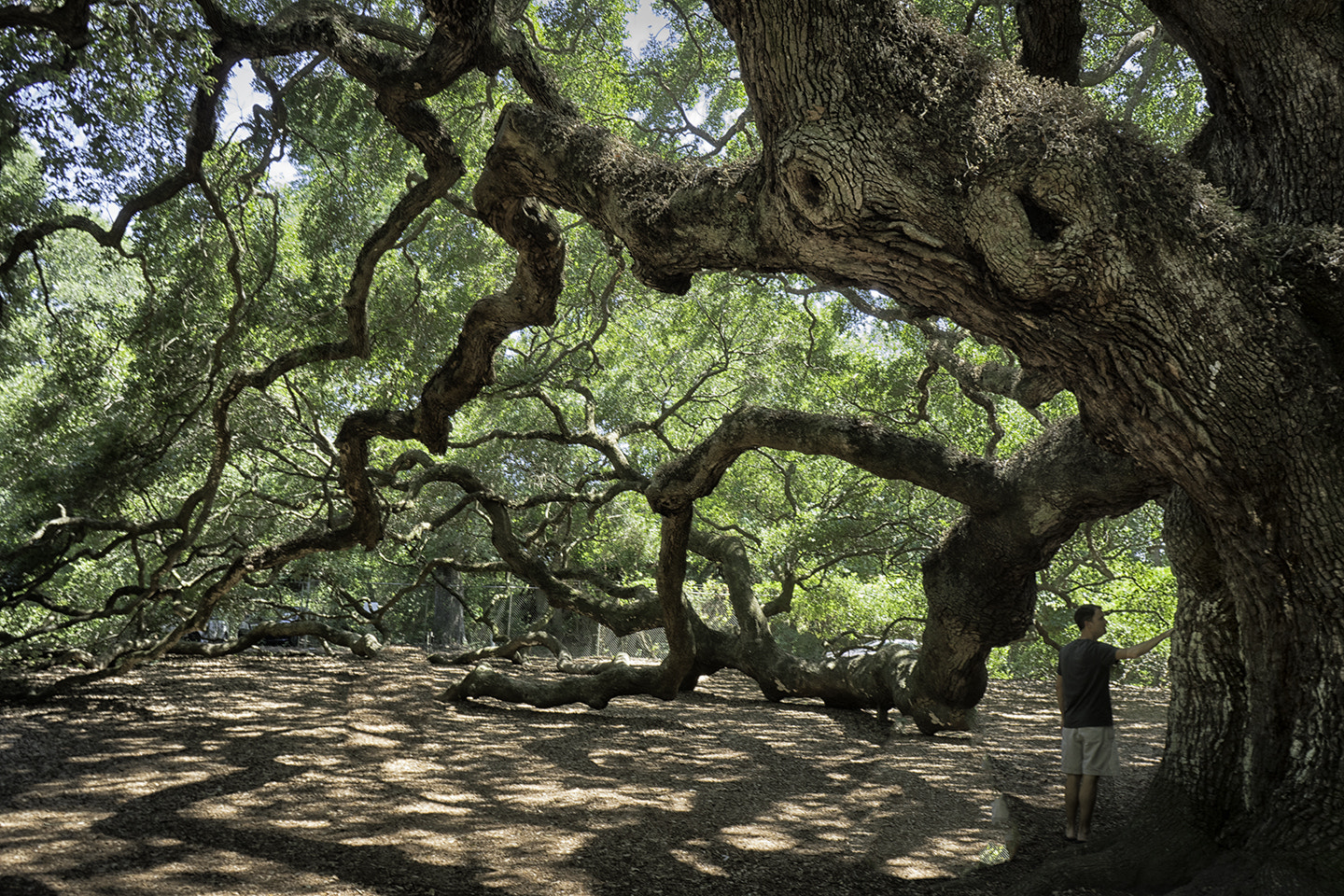 Sony a7R II + Sony FE 28-70mm F3.5-5.6 OSS sample photo. Angel oak photography