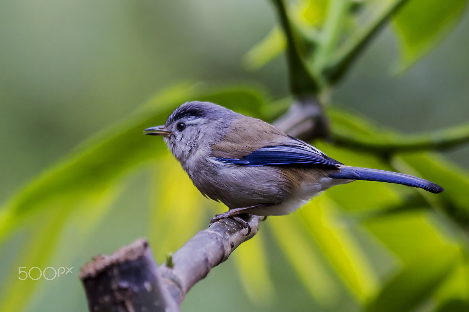 Nikon AF-S Nikkor 400mm F2.8G ED VR II sample photo. Blue winged minla photography