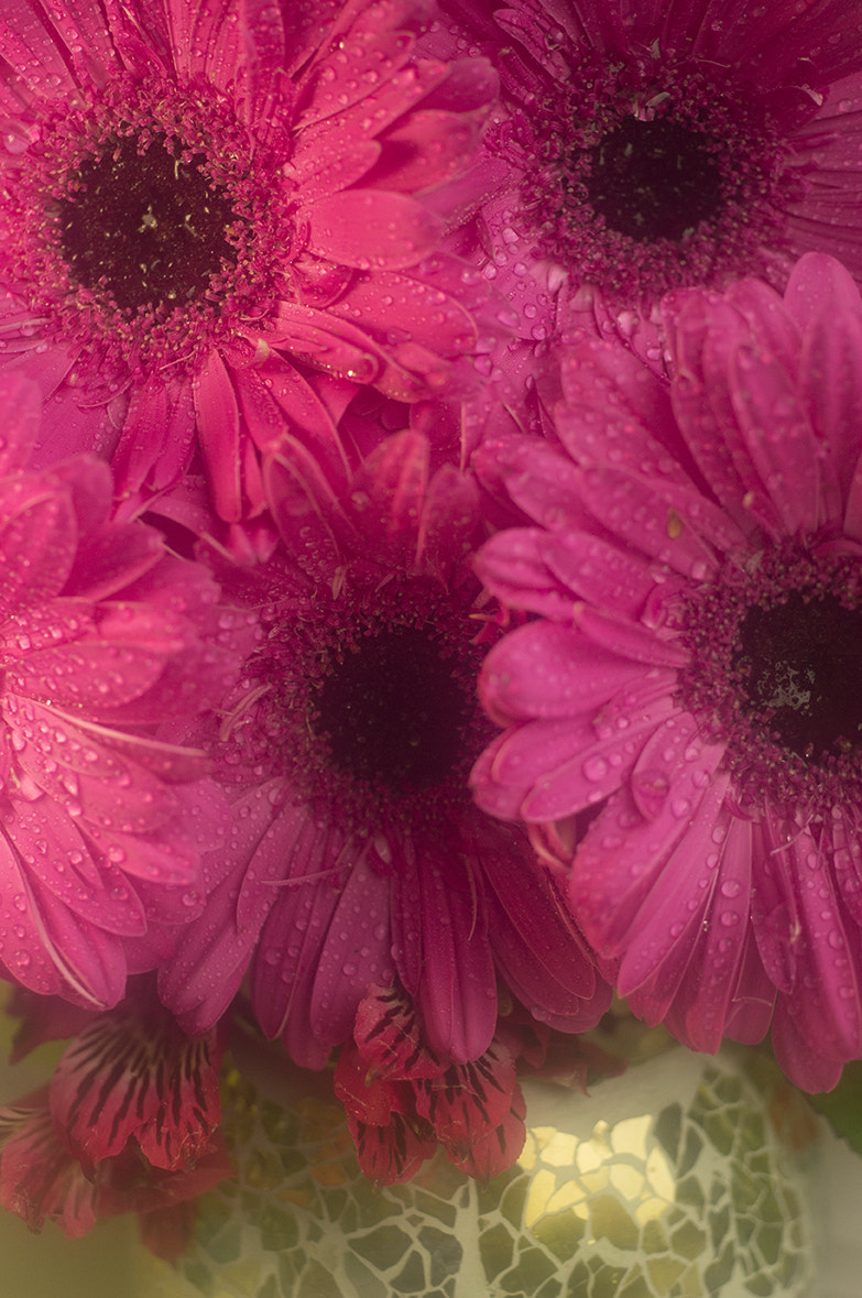 Sony SLT-A55 (SLT-A55V) + MACRO 50mm F2.8 sample photo. Gerberas in red... photography