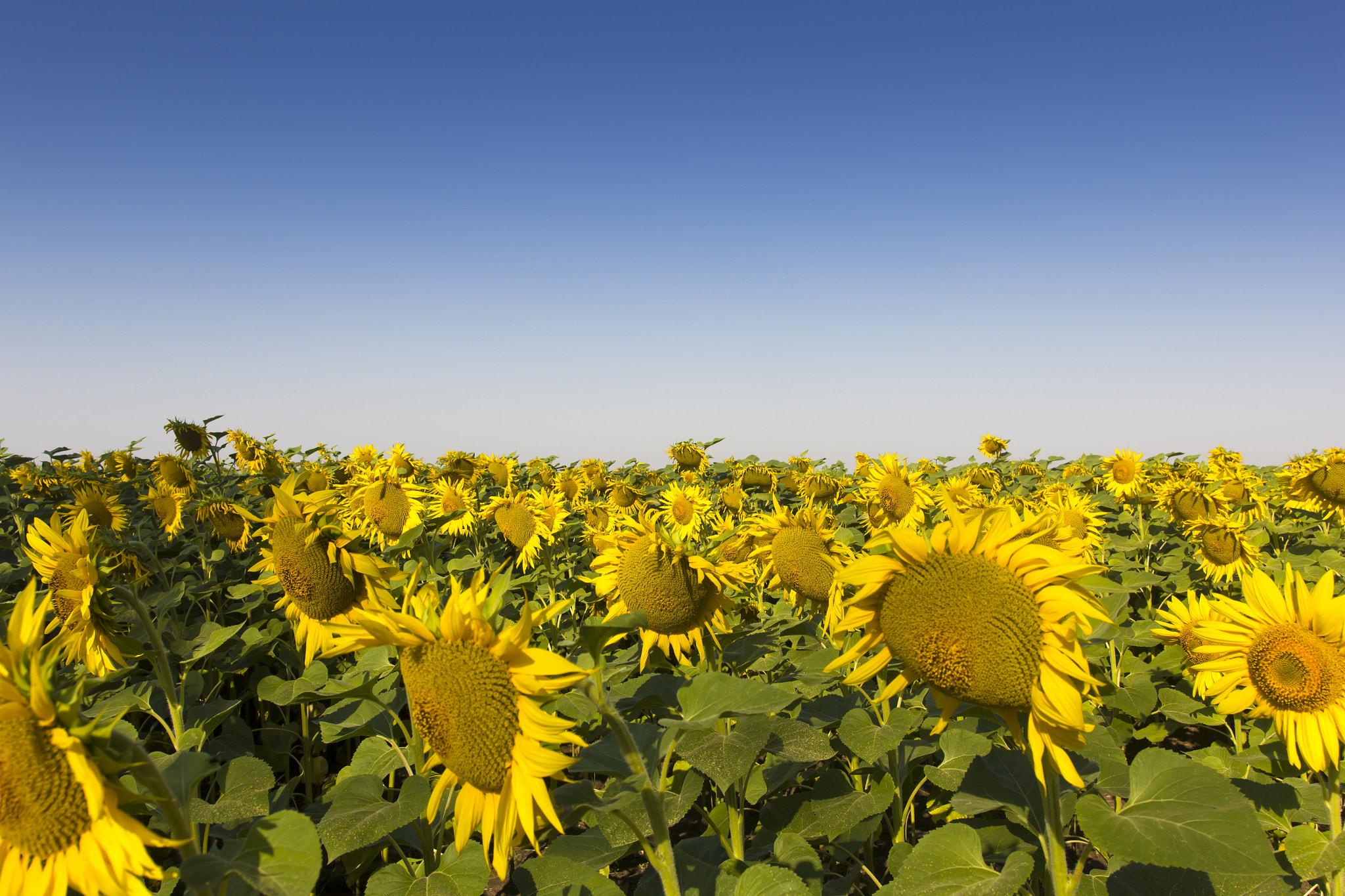 Sigma 18-35mm f/1.8 DC HSM sample photo. Sunflowers photography