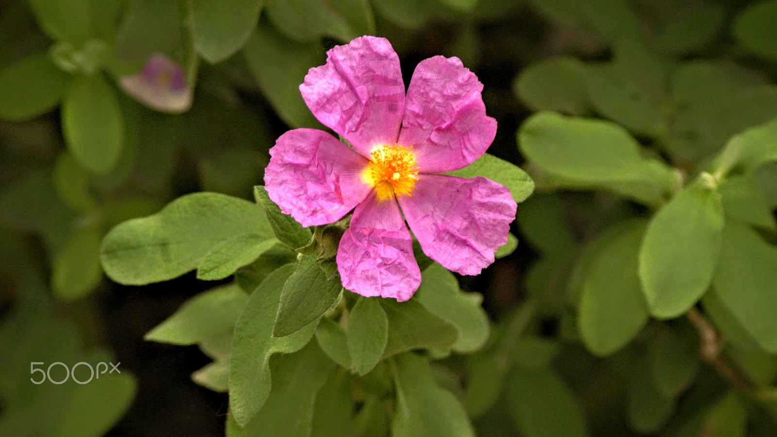 Sony Alpha DSLR-A200 + Tamron Lens (255) sample photo. Creased photography