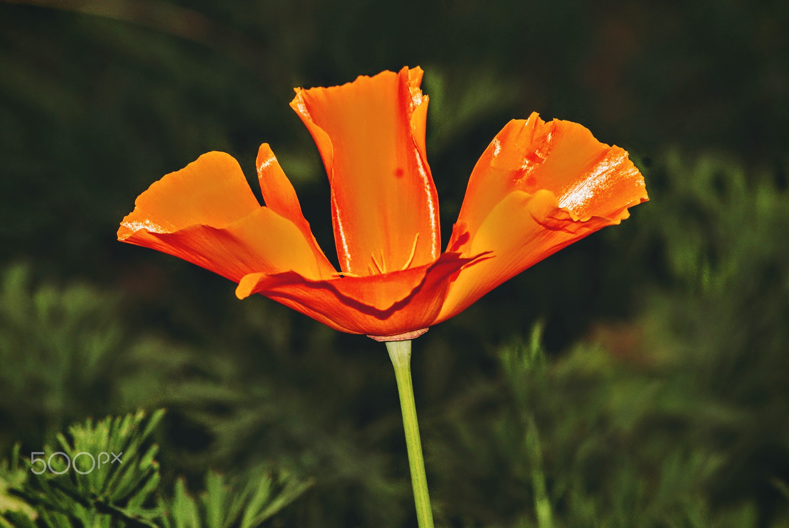 Sony Alpha DSLR-A200 + Tamron Lens (255) sample photo. Torch photography