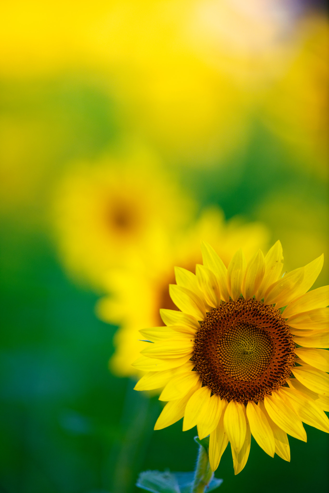 Nikon D800 + Nikon AF-S Nikkor 500mm F4G ED VR sample photo. Field of sunflowers photography