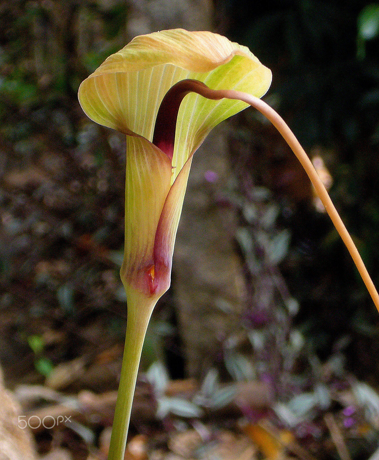 Panasonic DMC-FX01 sample photo. The whipcord cobra lily photography