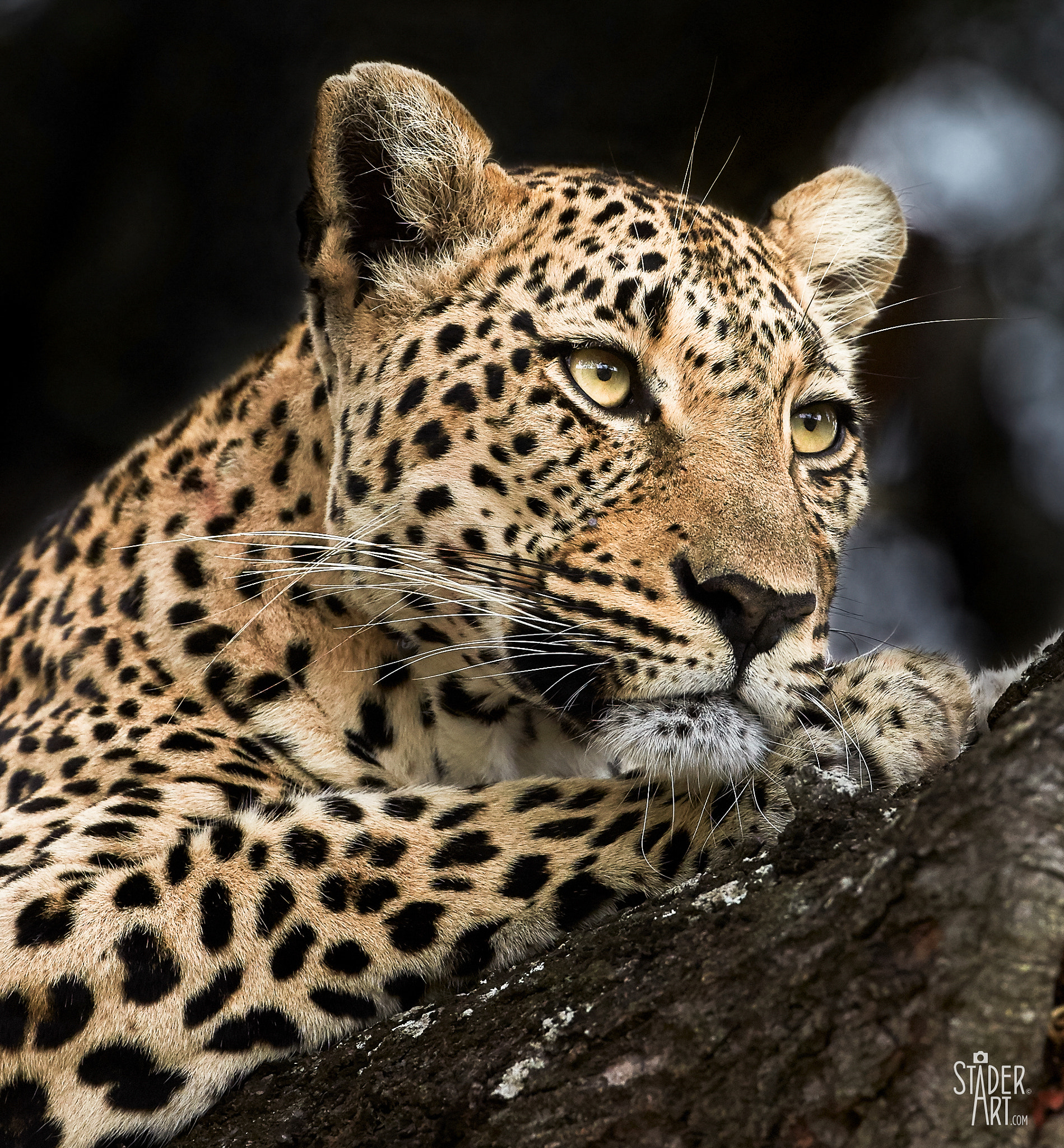 Canon EF 200-400mm F4L IS USM Extender 1.4x sample photo. Wild leopard - relaxing in a tree photography