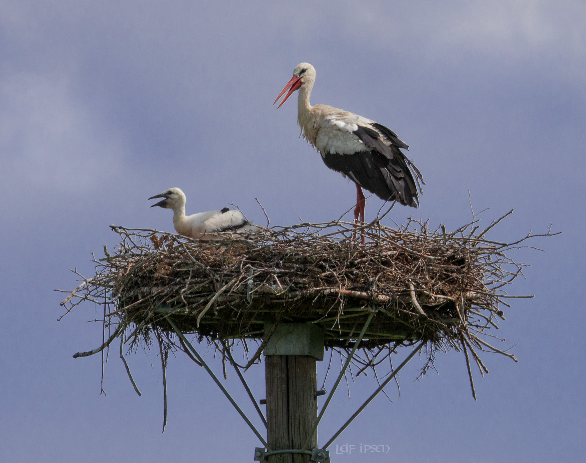 Olympus OM-D E-M10 sample photo. Proven: baby-delivery by stork still works photography