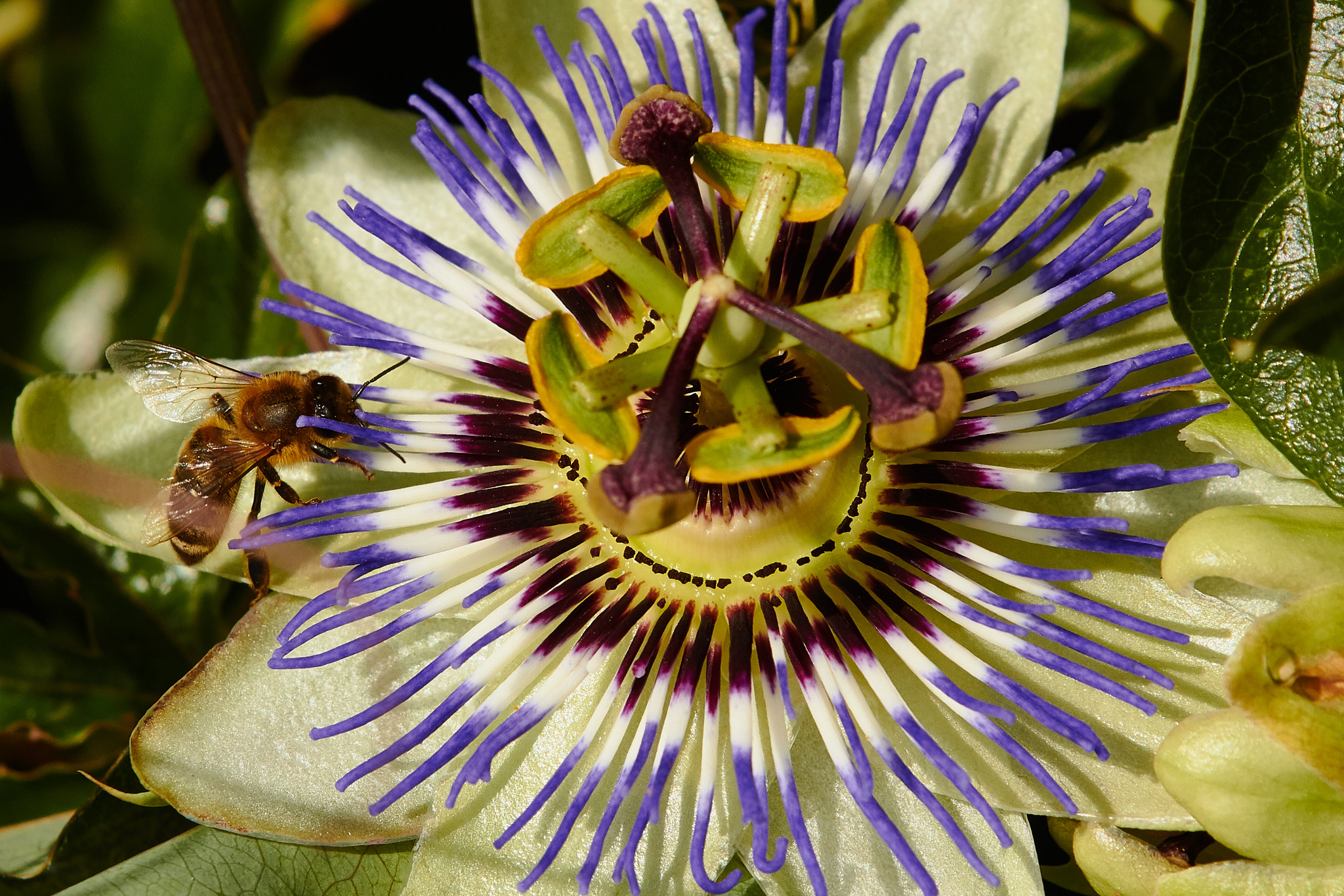 Canon EF 70-200mm F2.8L IS II USM sample photo. Passionflower photography