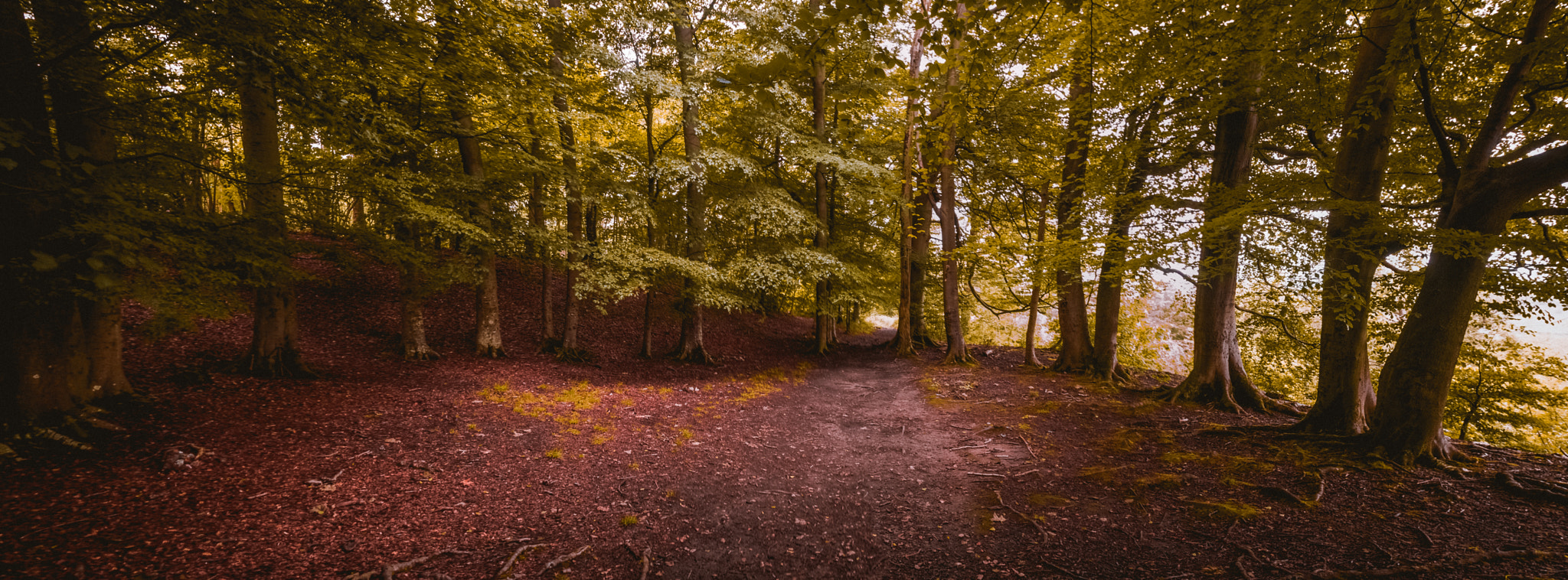Sony Alpha NEX-5R + Sony E 16mm F2.8 sample photo. Fairy ring photography