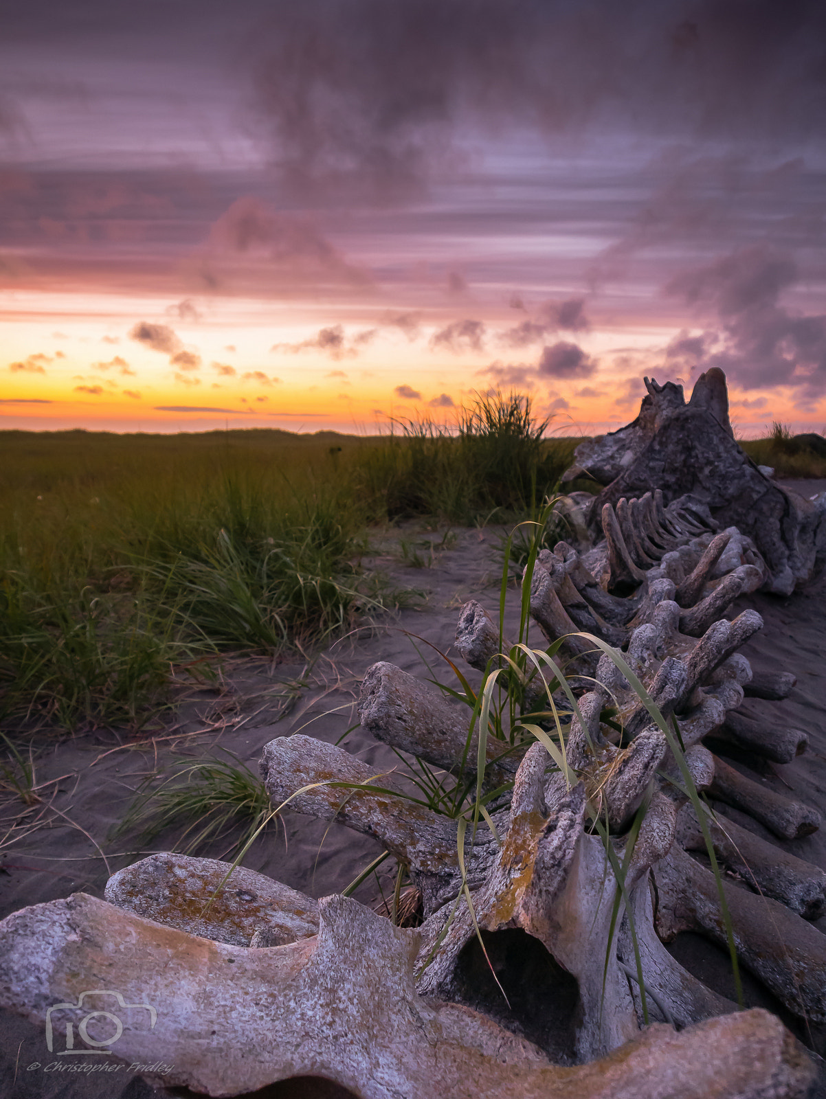 Panasonic Lumix DMC-GX7 + OLYMPUS M.12-50mm F3.5-6.3 sample photo. Grey whale skeleton photography