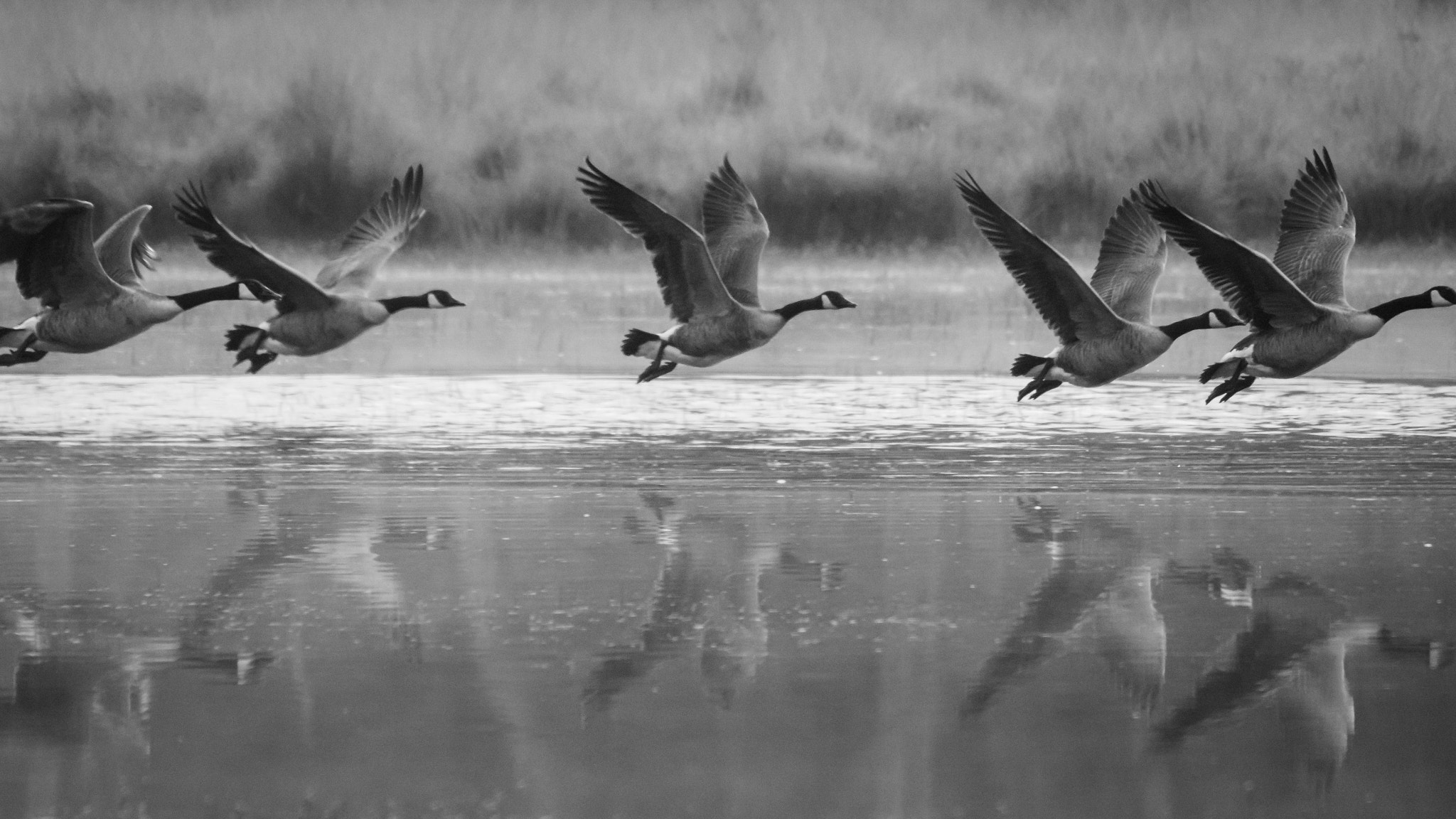 Panasonic Lumix DMC-GX8 + LEICA DG 100-400/F4.0-6.3 sample photo. Take off in the morning photography
