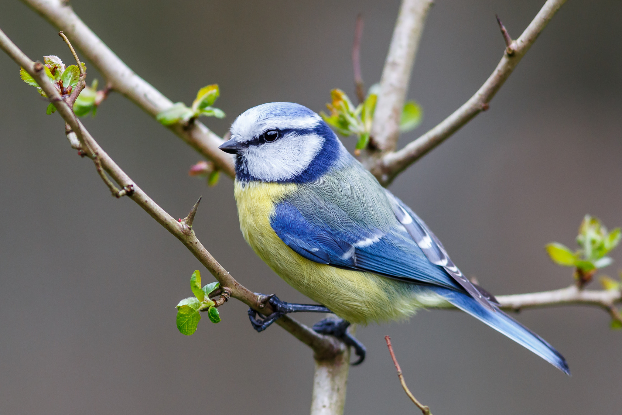 Canon EF 300mm F4L IS USM sample photo. Blaumeise photography