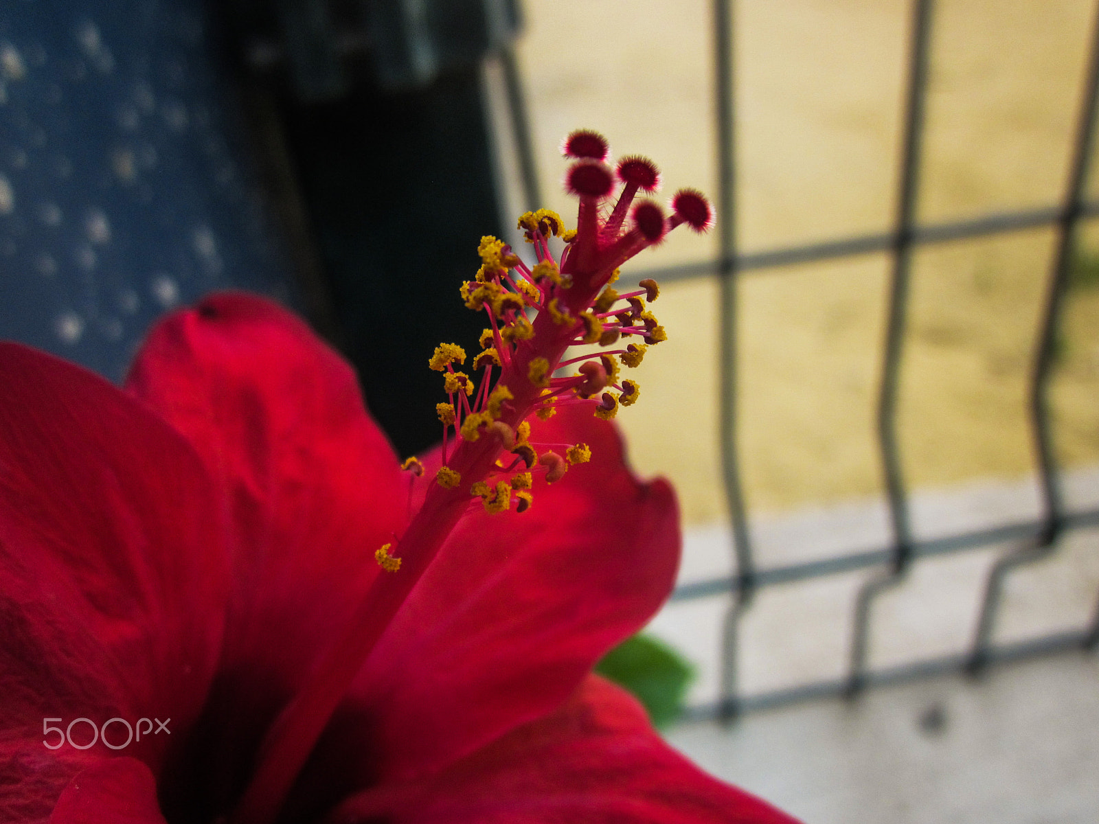 Canon PowerShot A1200 sample photo. Hibiscus closeup photography