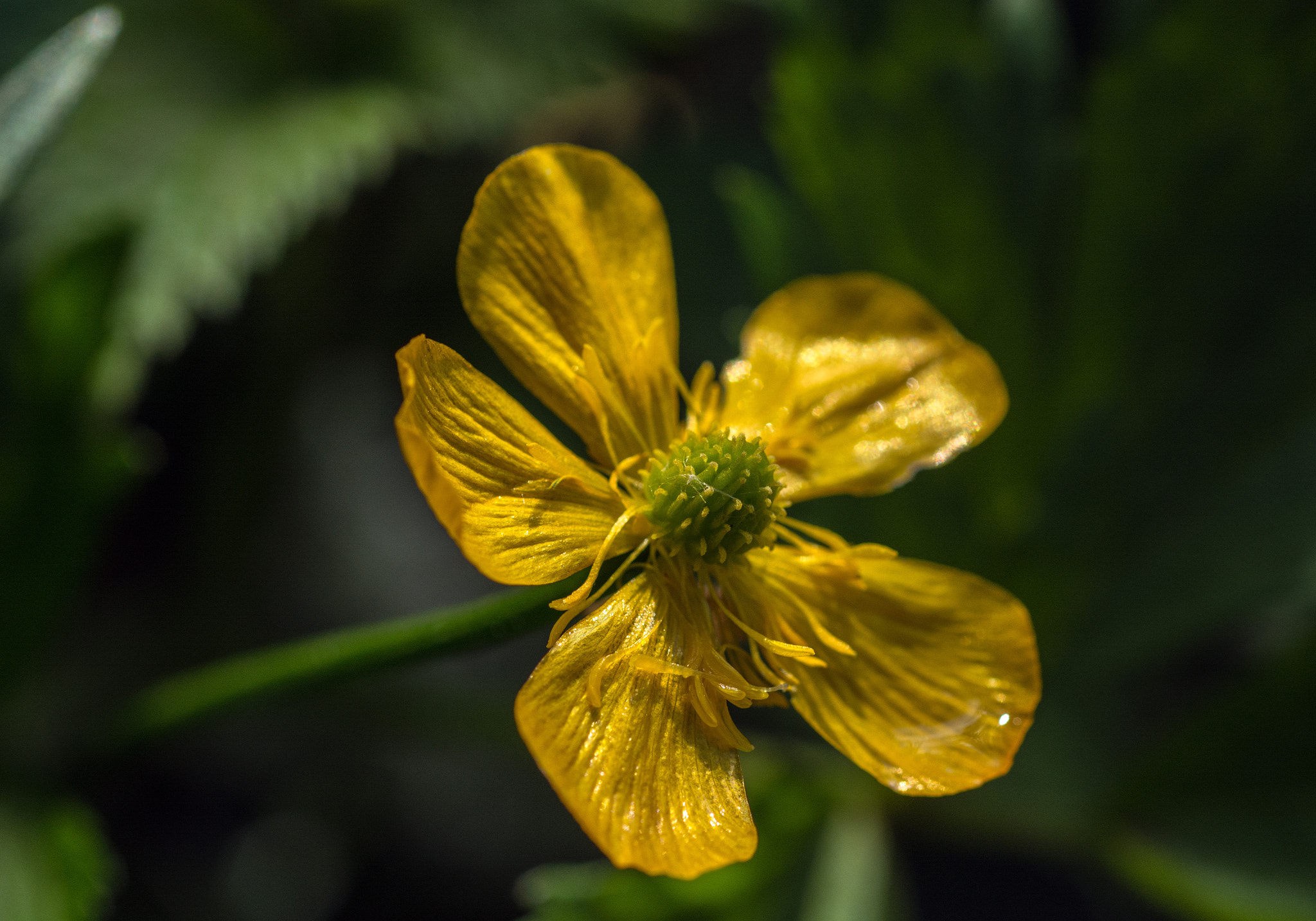 Nikon D7100 + AF Micro-Nikkor 60mm f/2.8 sample photo. Come on, do you like butter? photography