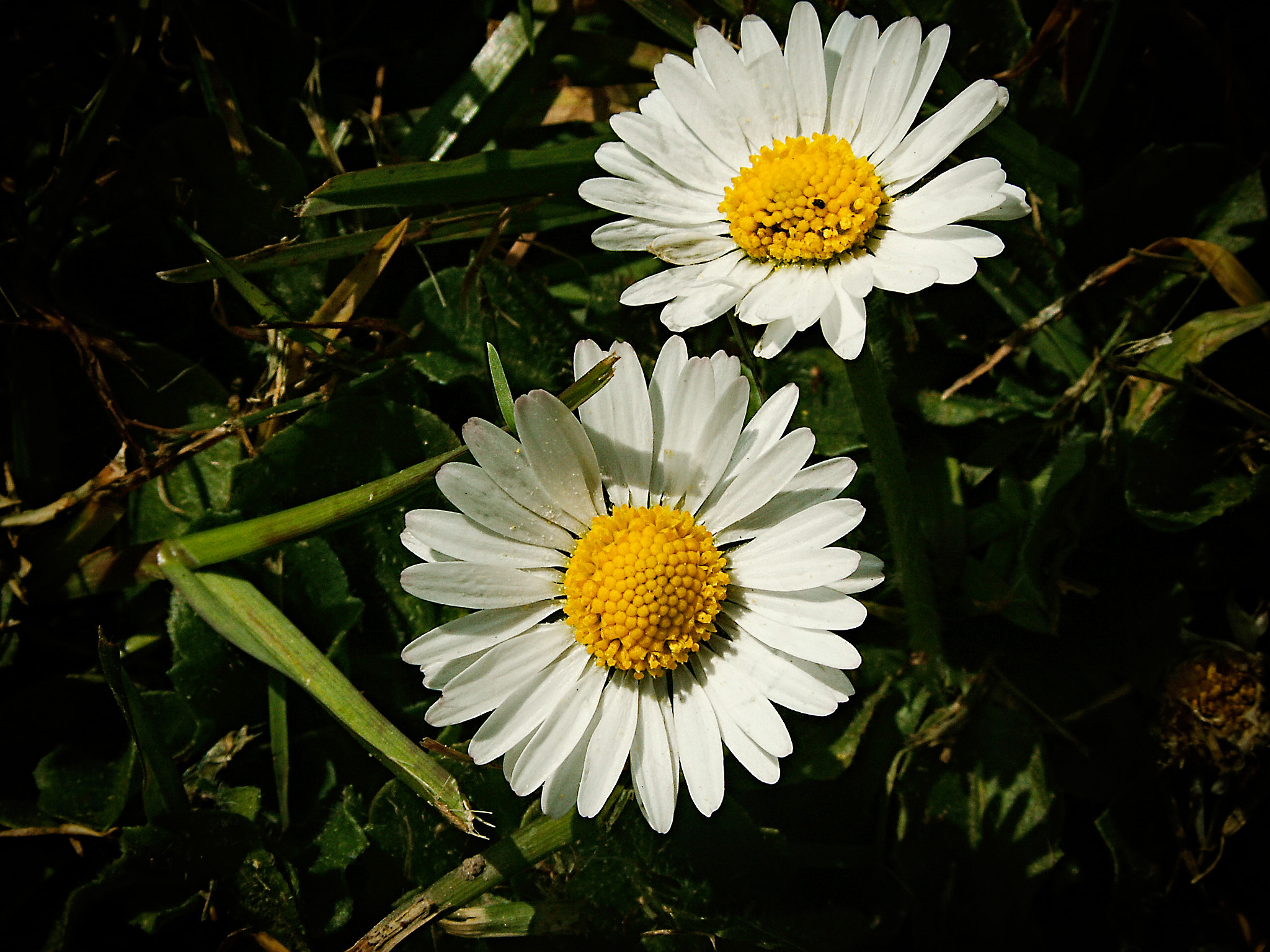 KONICA MINOLTA DiMAGE Z5 sample photo. Daisies photography