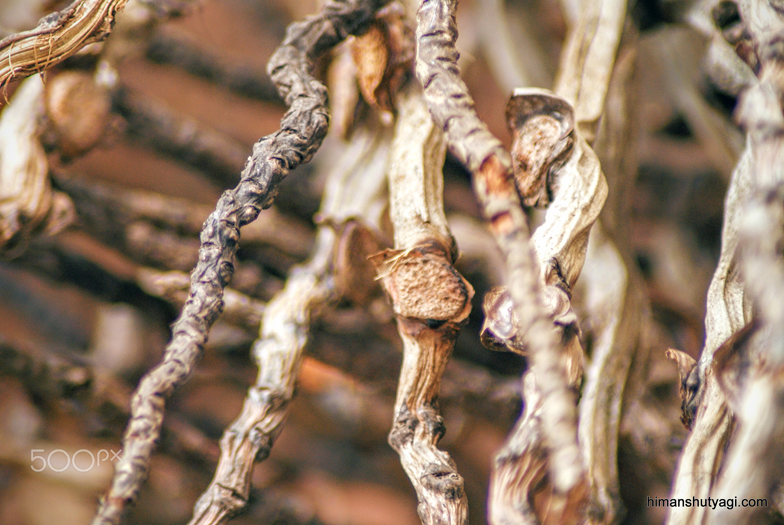 Sony Alpha DSLR-A200 + Tamron Lens (255) sample photo. Roots photography