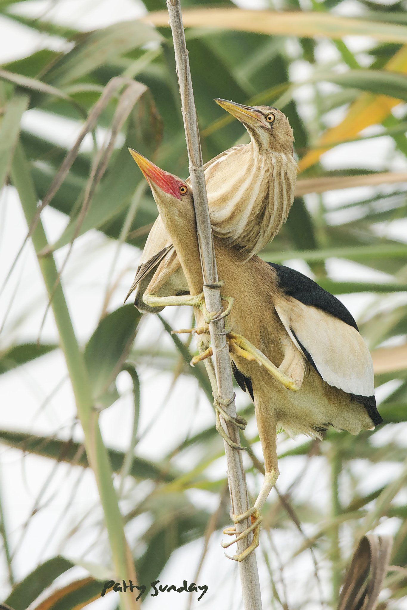 Nikon D5100 + Nikon AF-S Nikkor 300mm F4D ED-IF sample photo. Welcome to the jungle photography